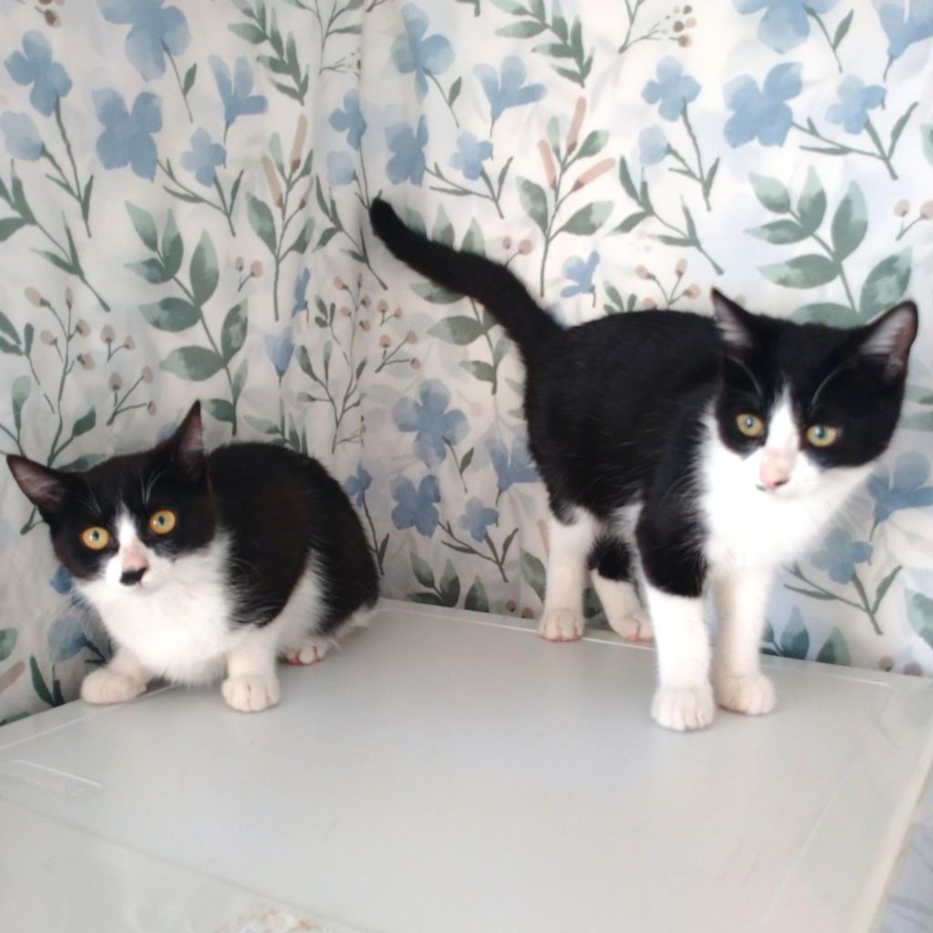 pet-image-9