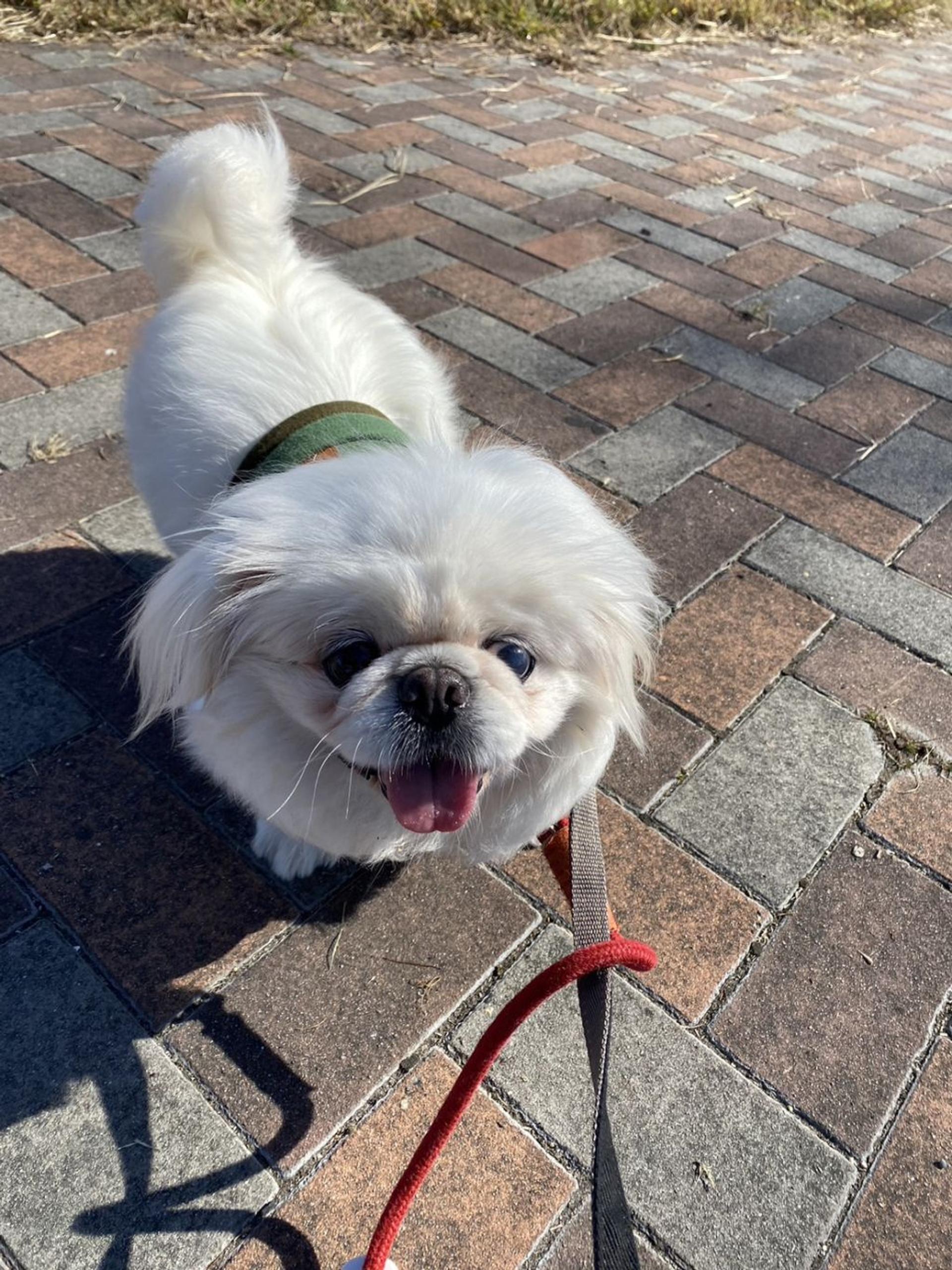 pet-image-2