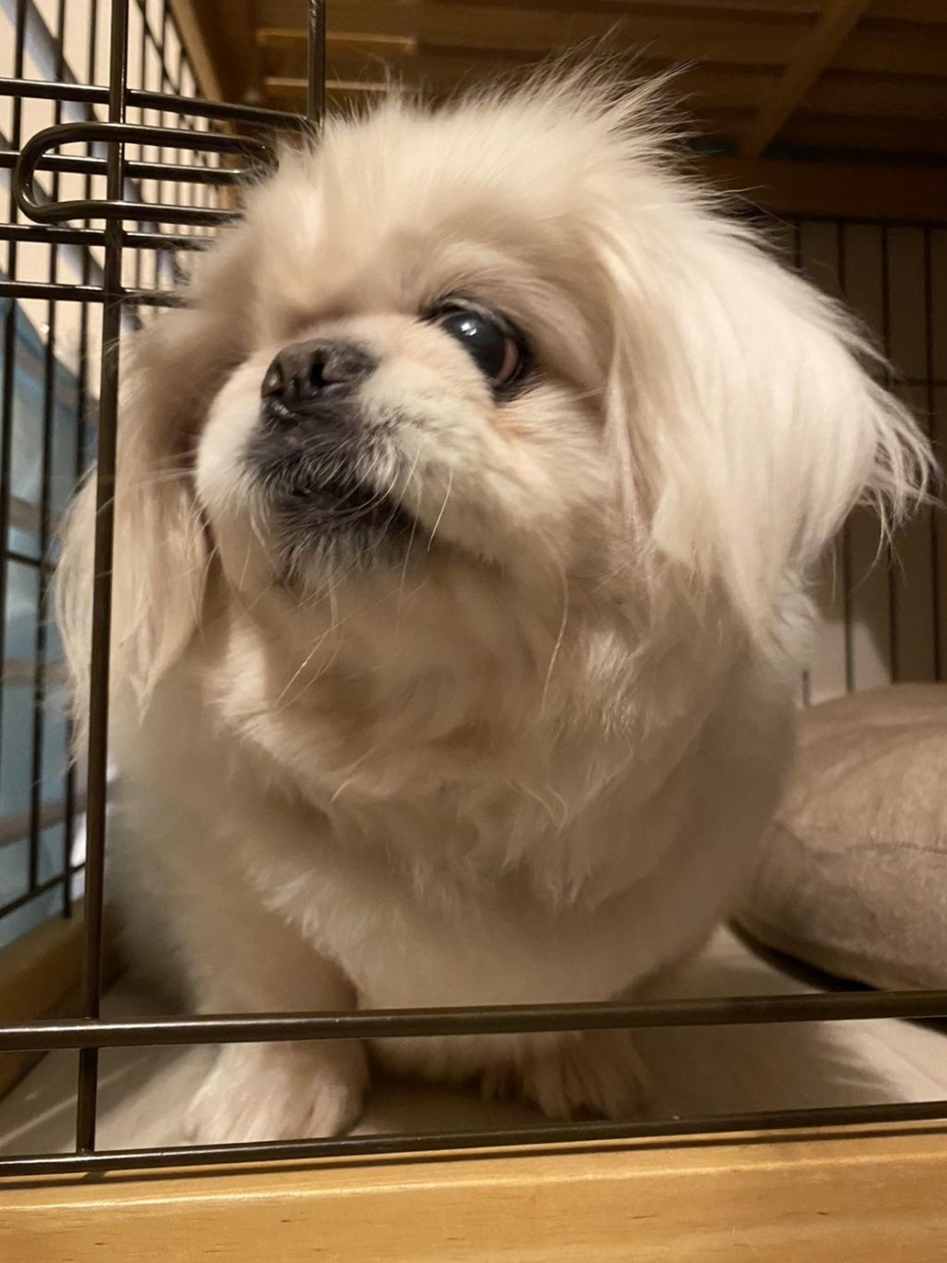 pet-image-7