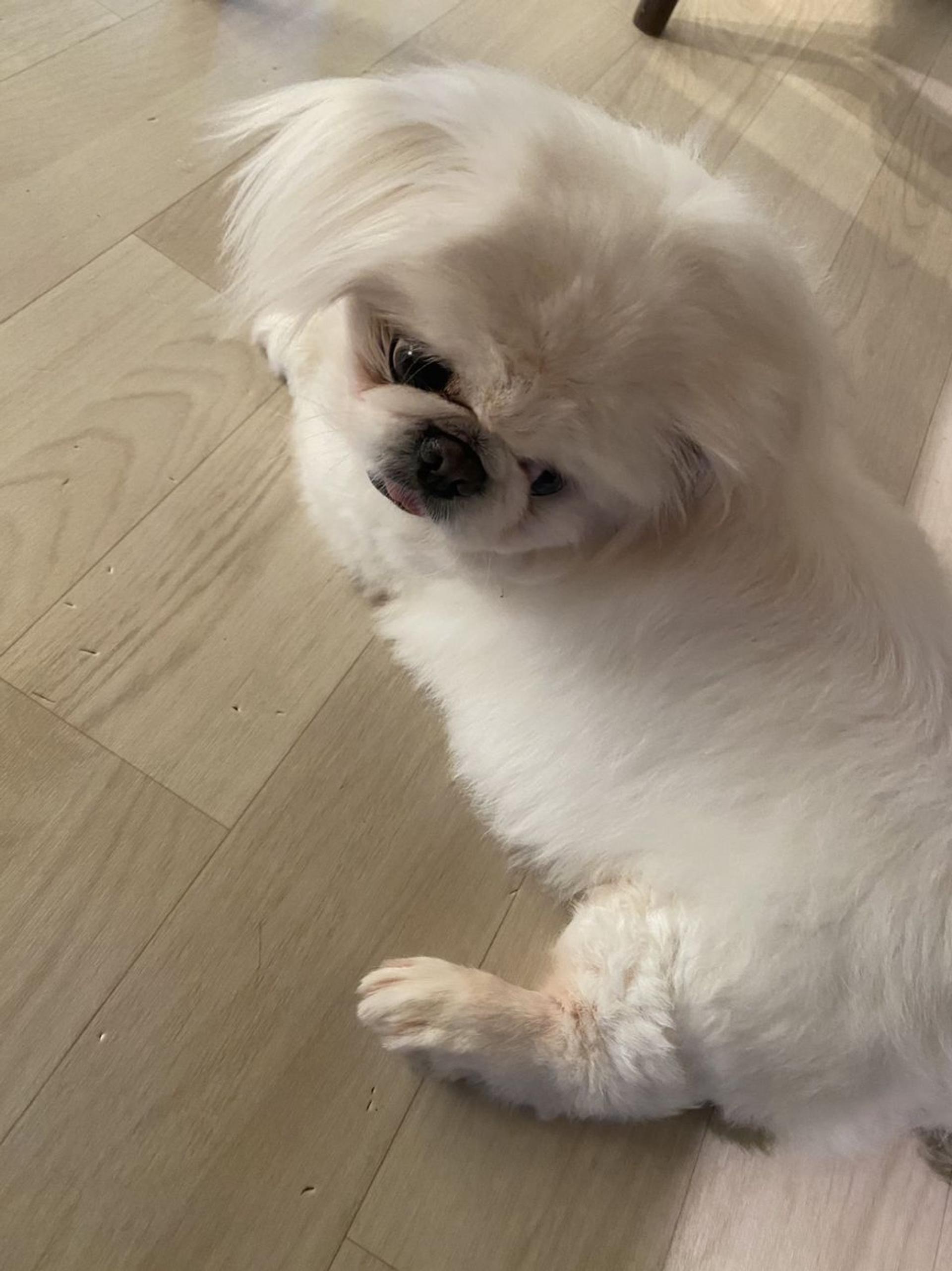 pet-image-9