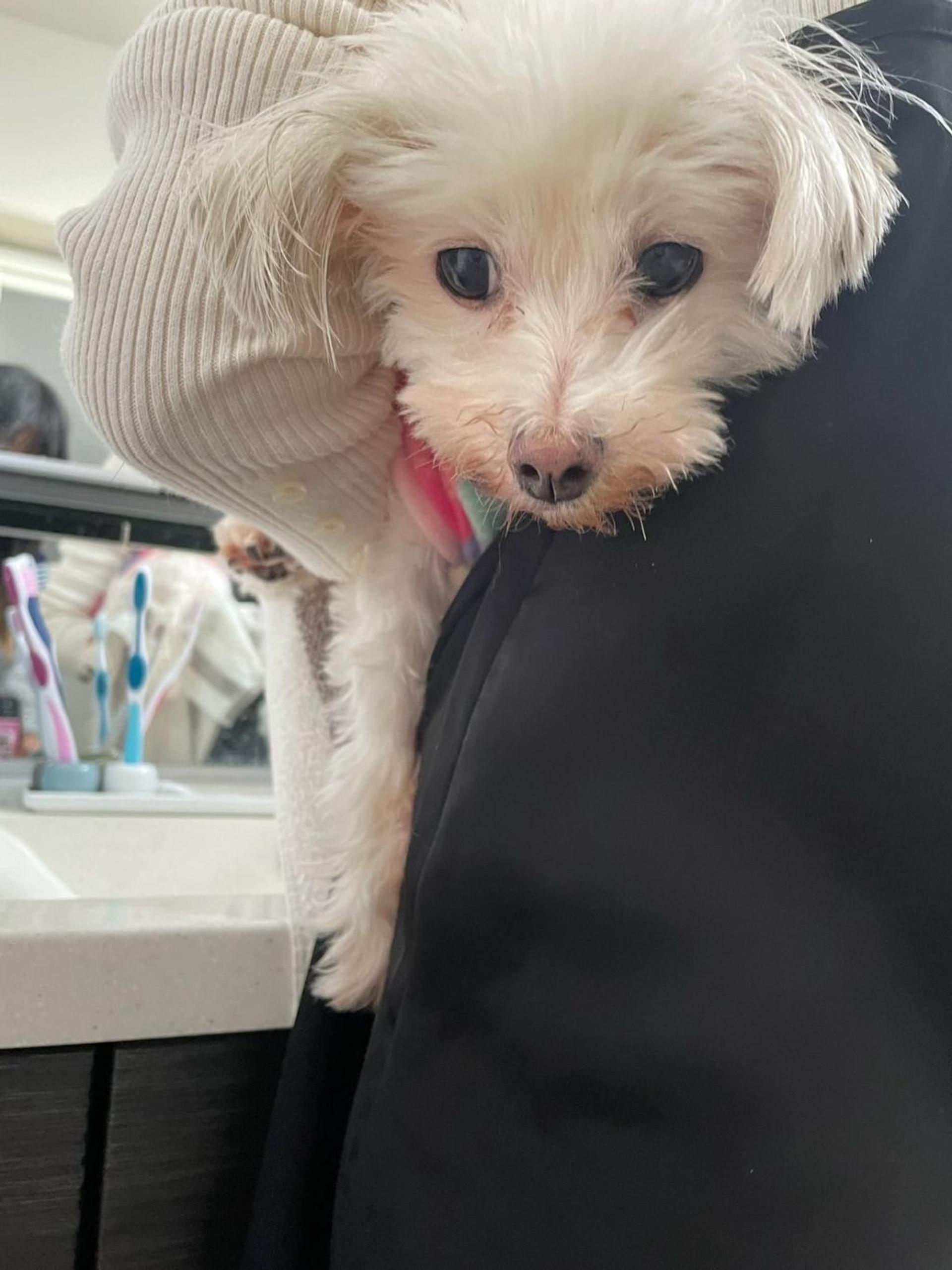 pet-image-2