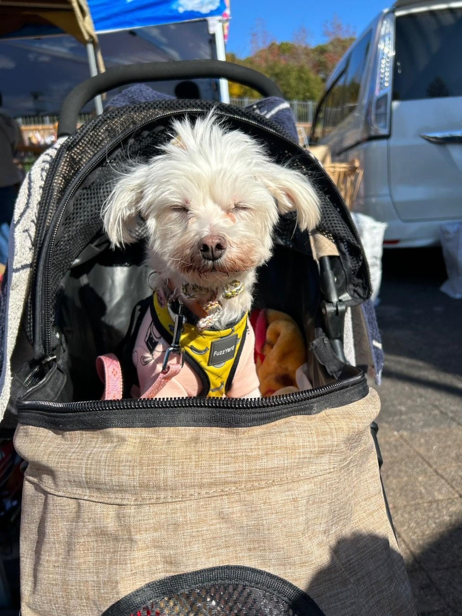 pet-image-4