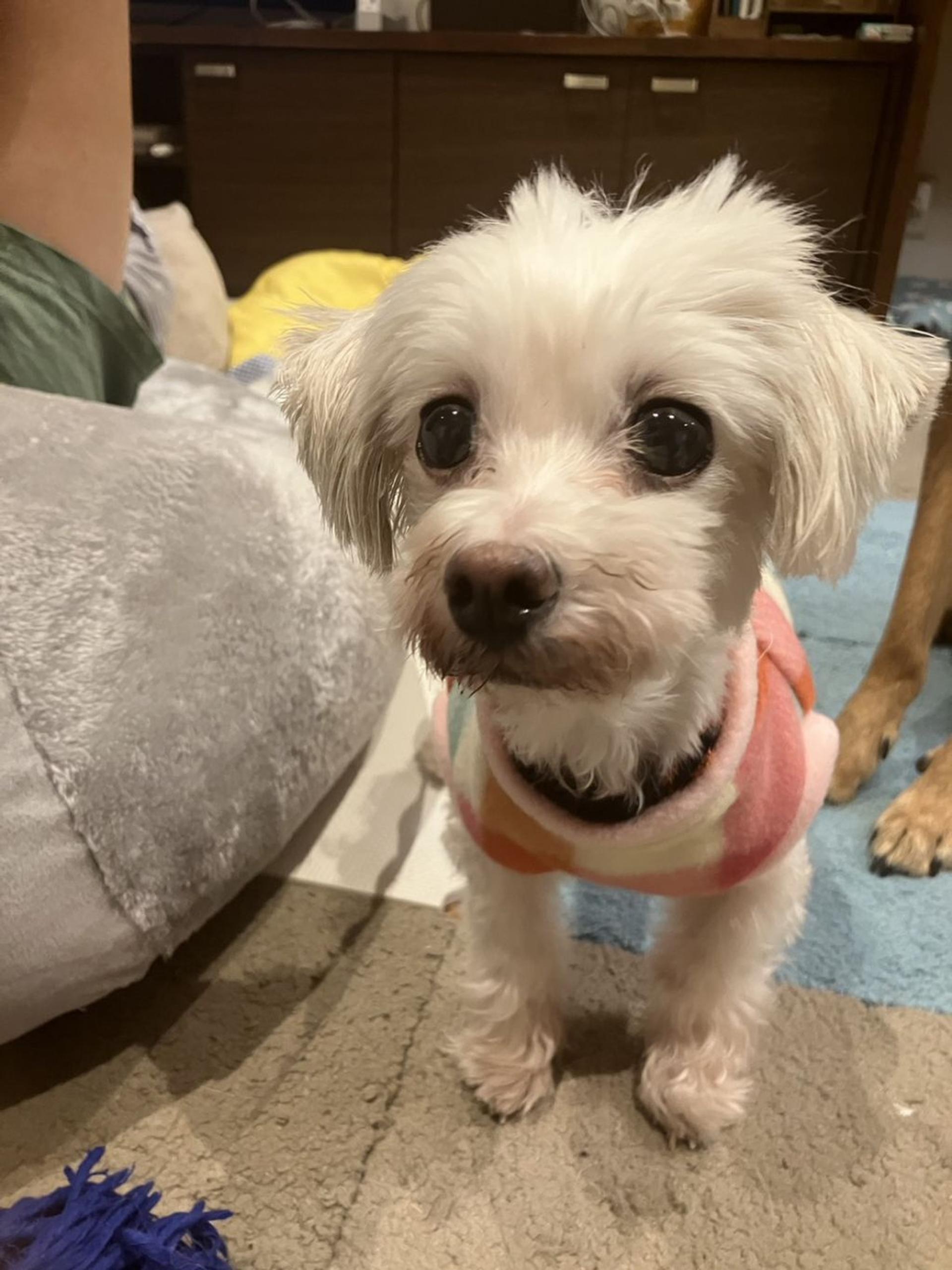 pet-image-6