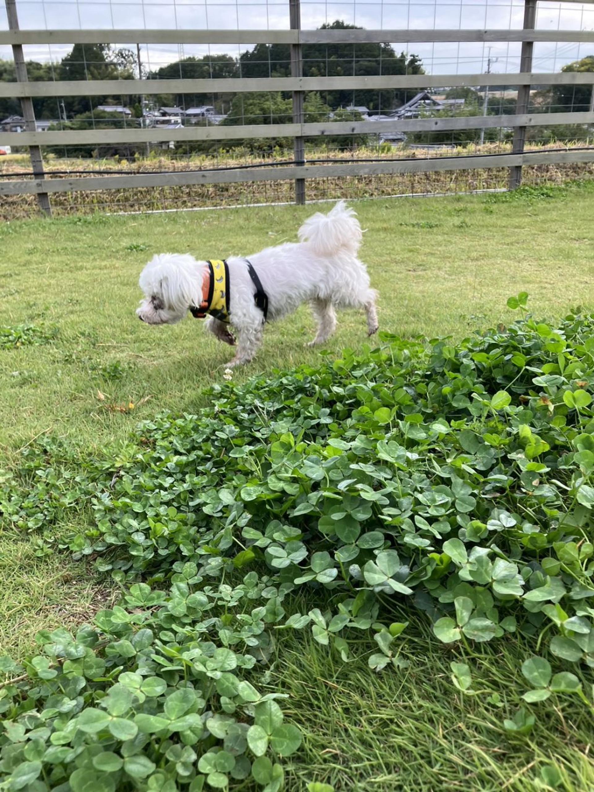 pet-image-7