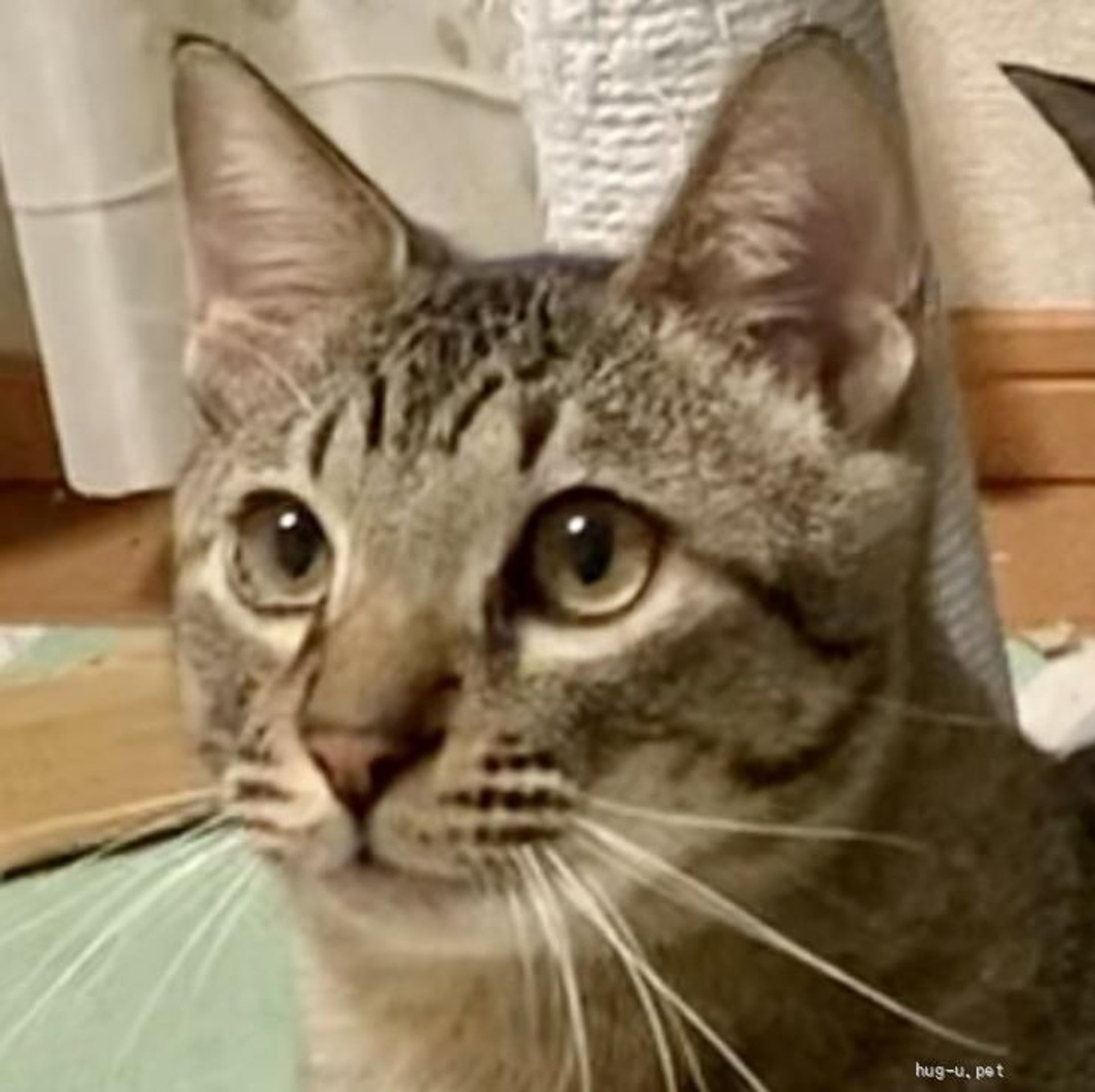 雑種（ミックス猫）・オスの里親募集の写真
