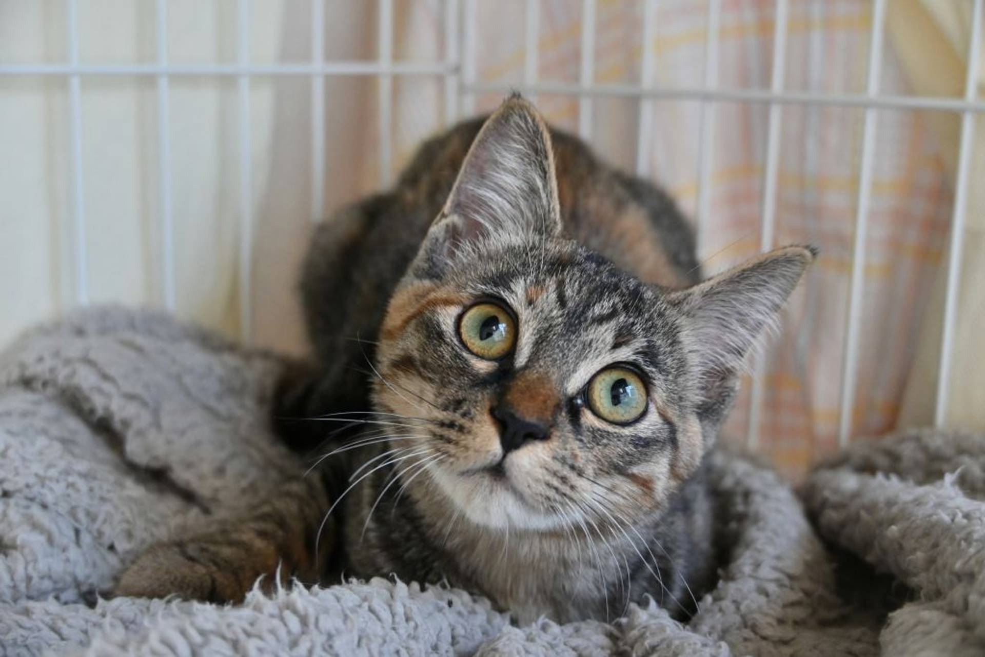 雑種（ミックス猫）・メスの里親募集の写真
