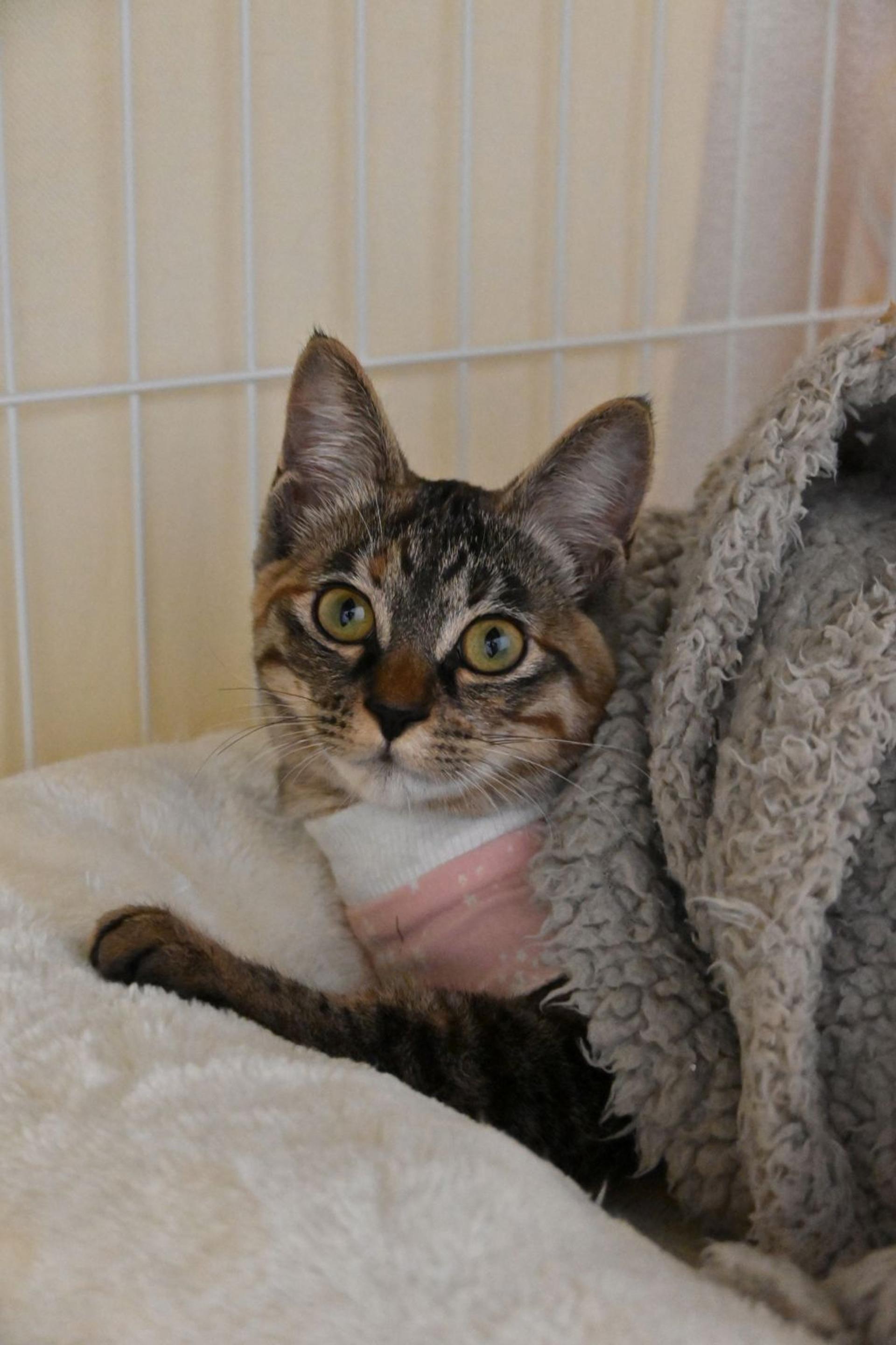 pet-image-2