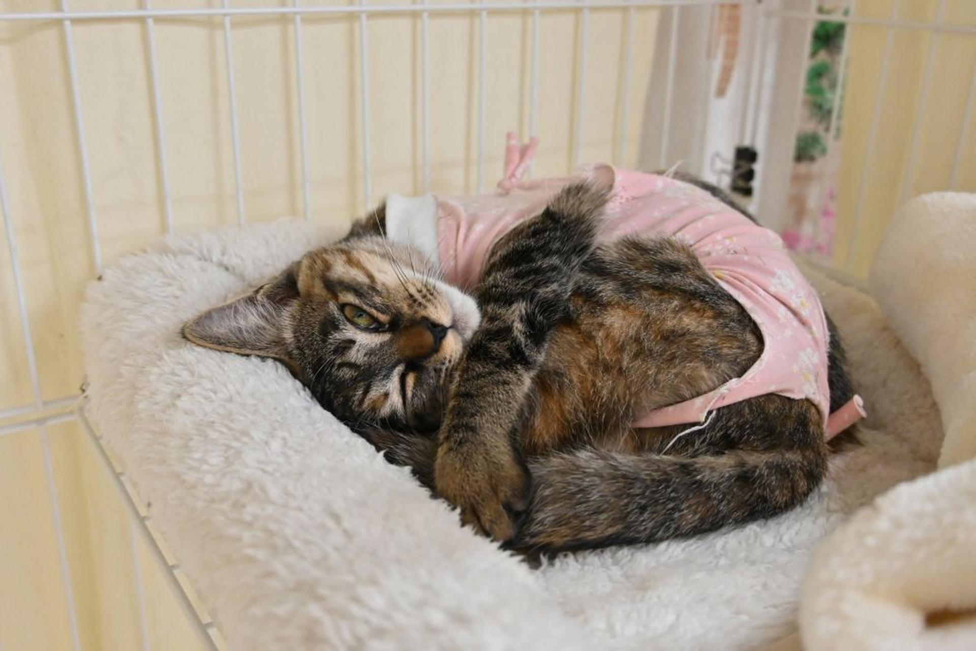 pet-image-3