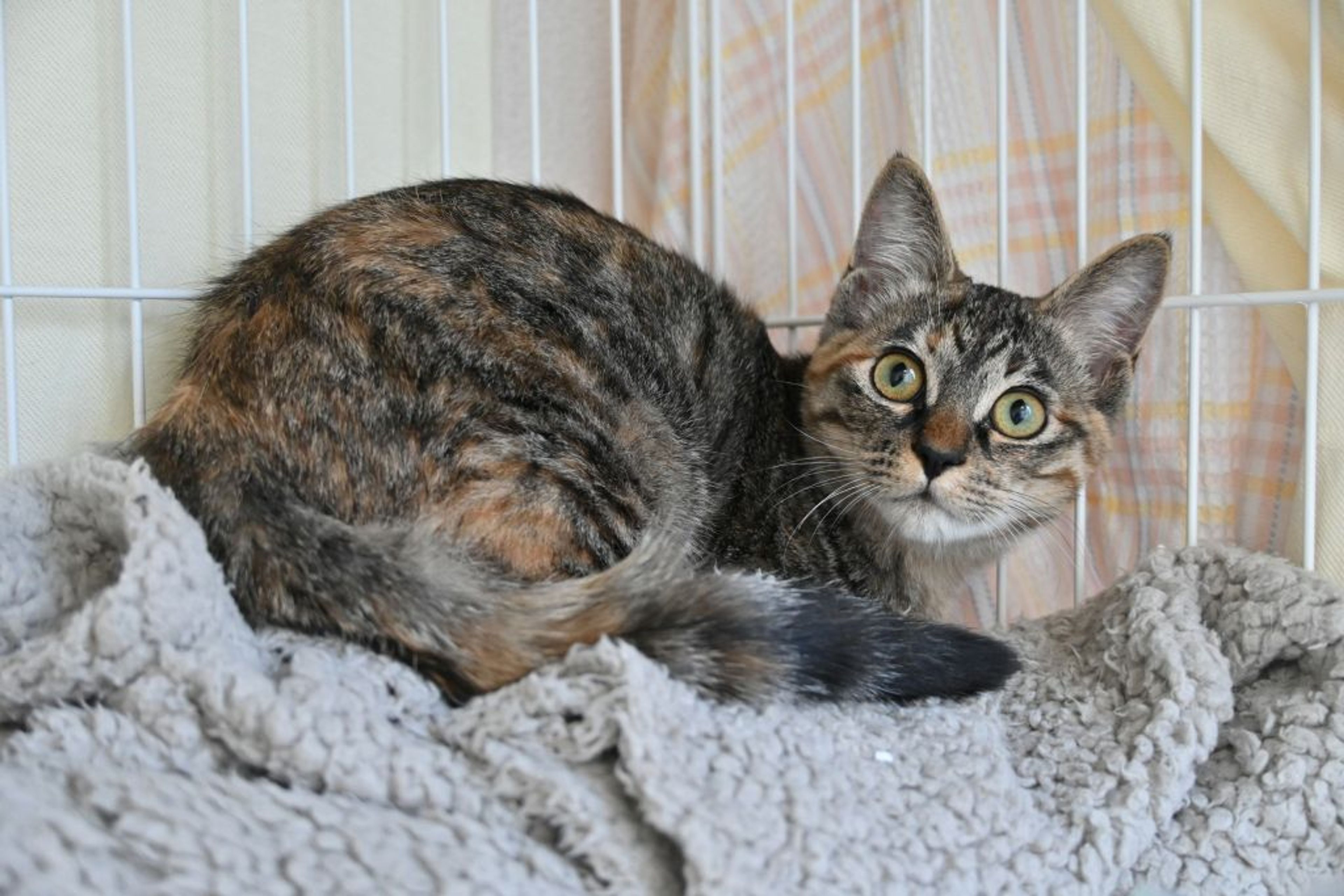 pet-image-4
