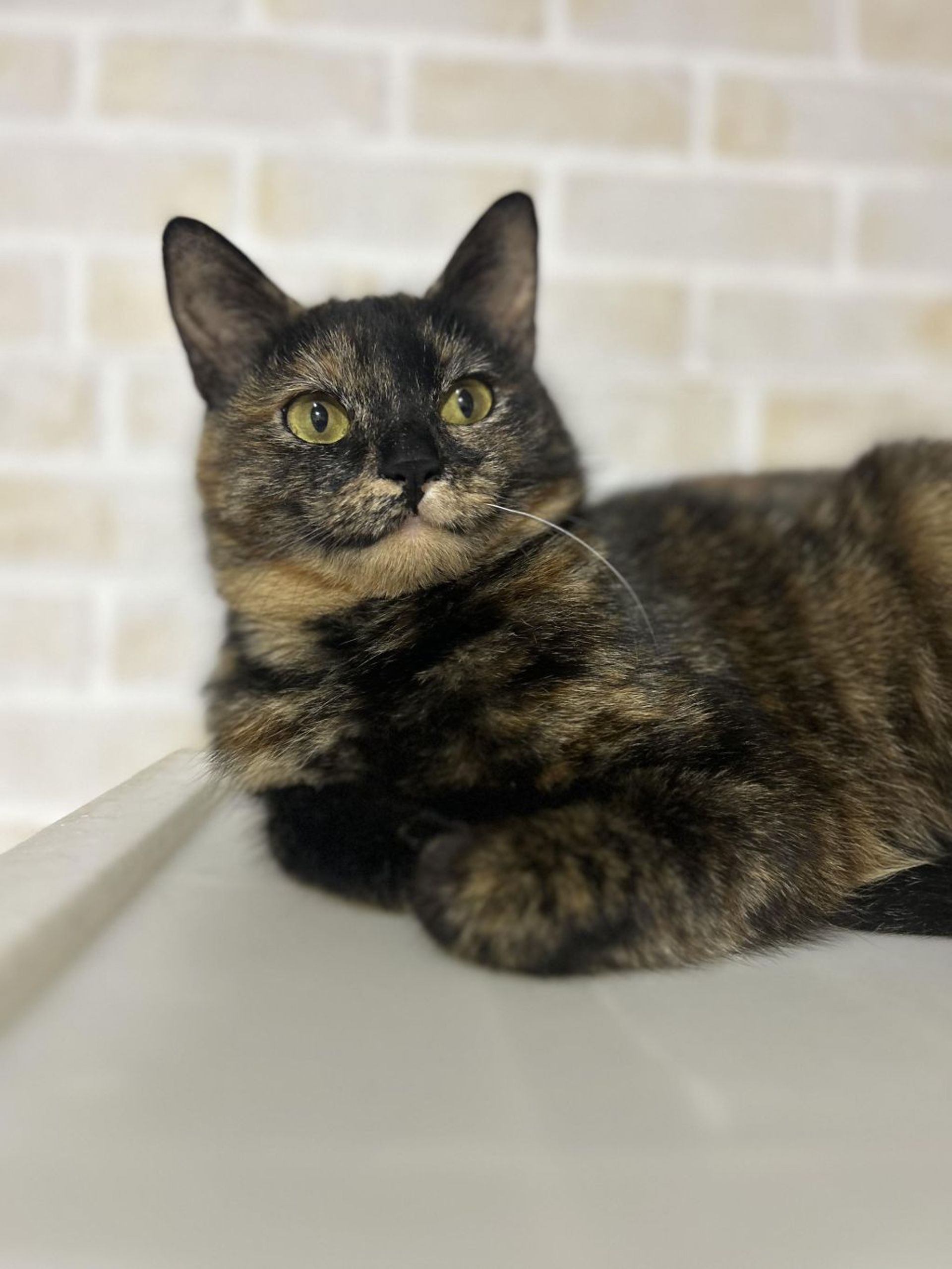 雑種（ミックス猫）・メスの里親募集の写真