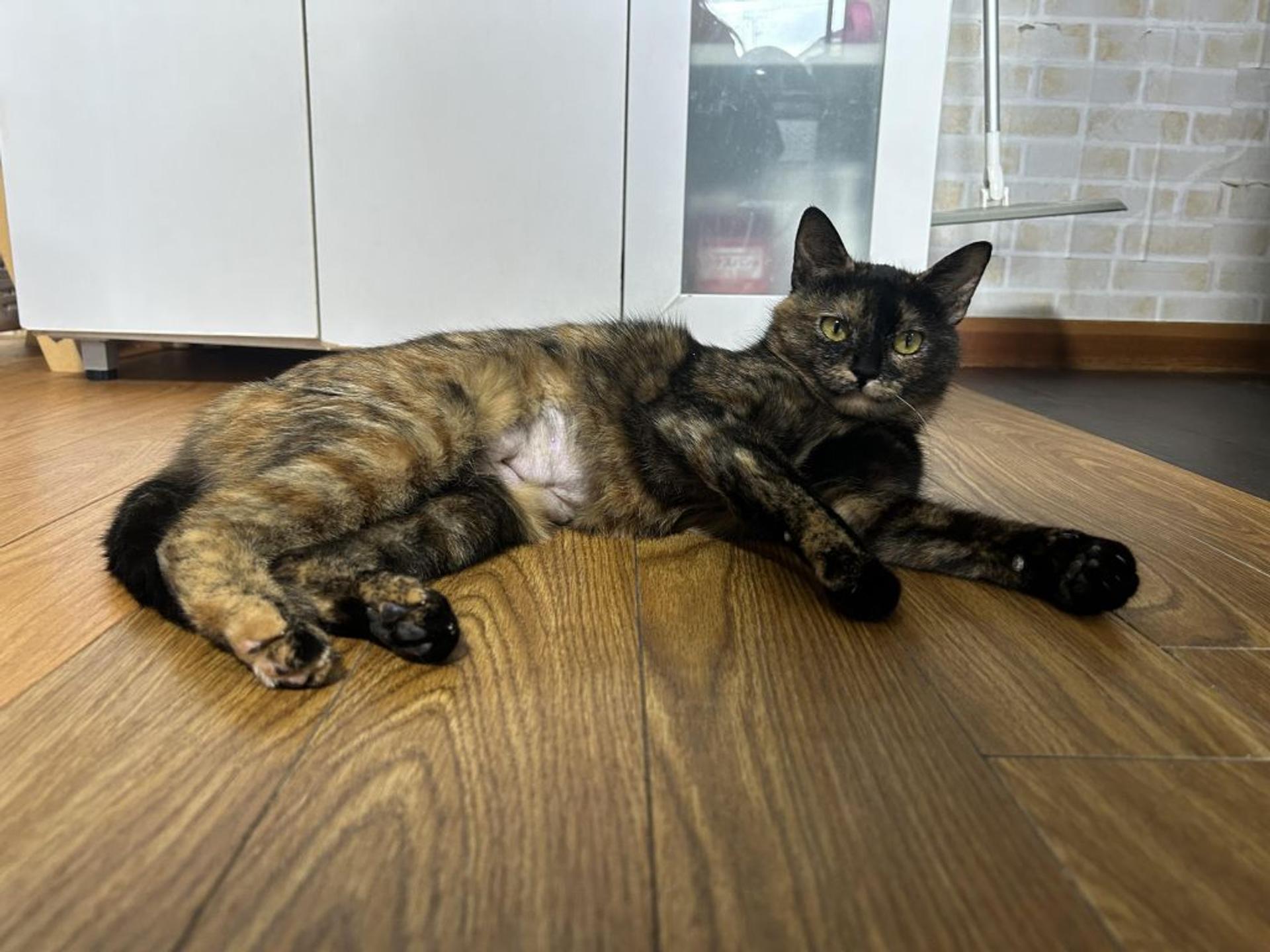 pet-image-2