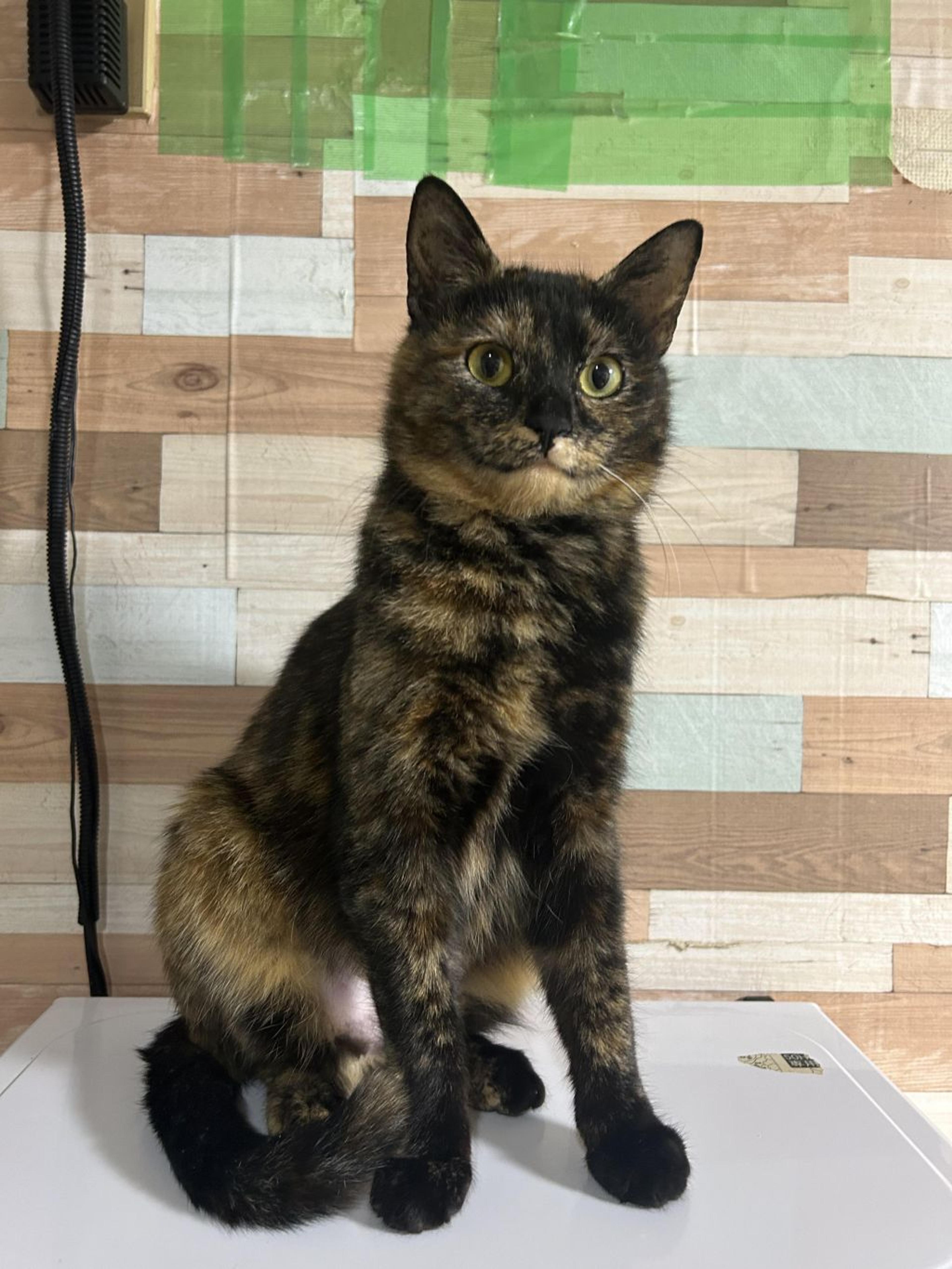 pet-image-3