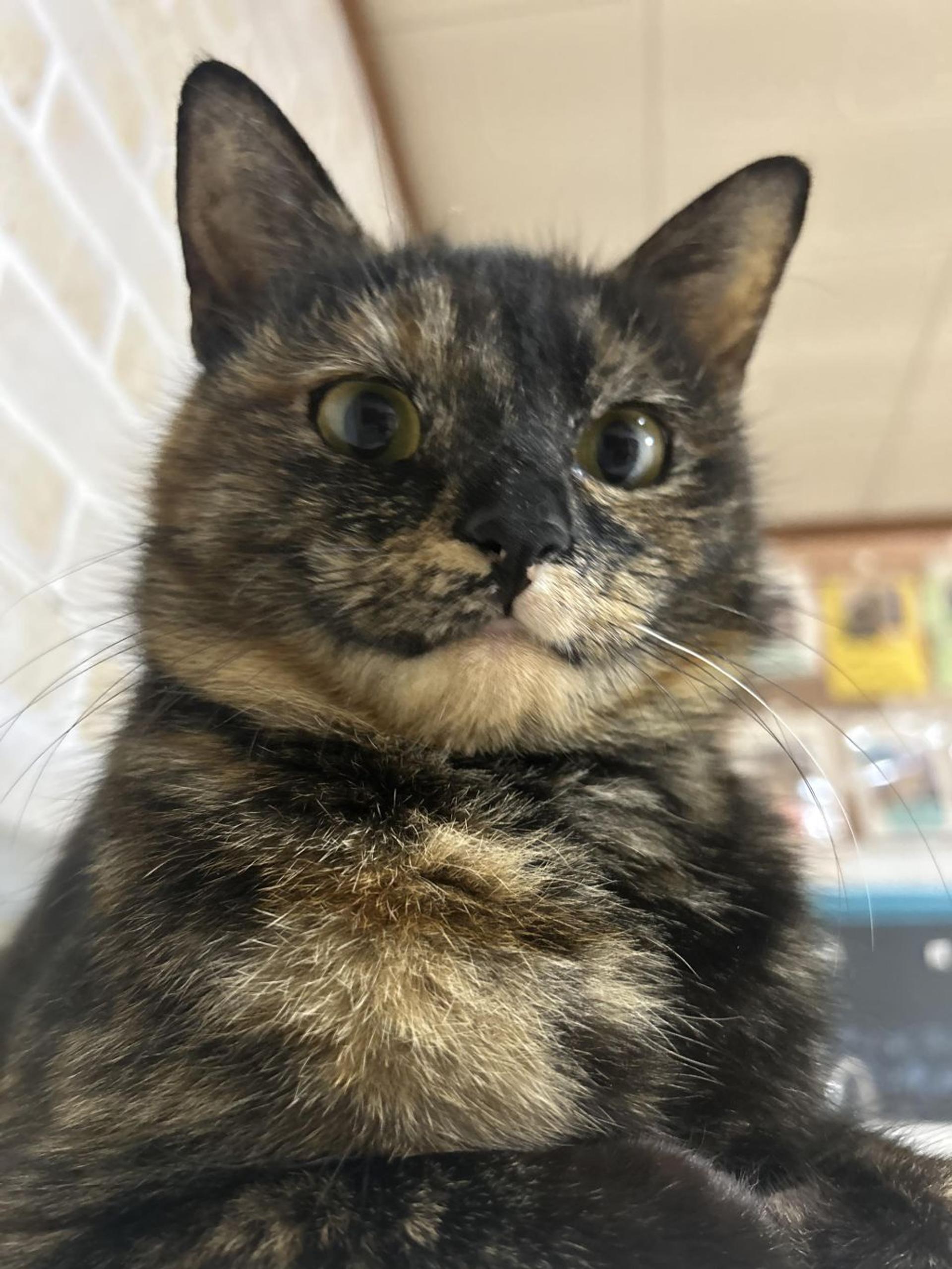 pet-image-9