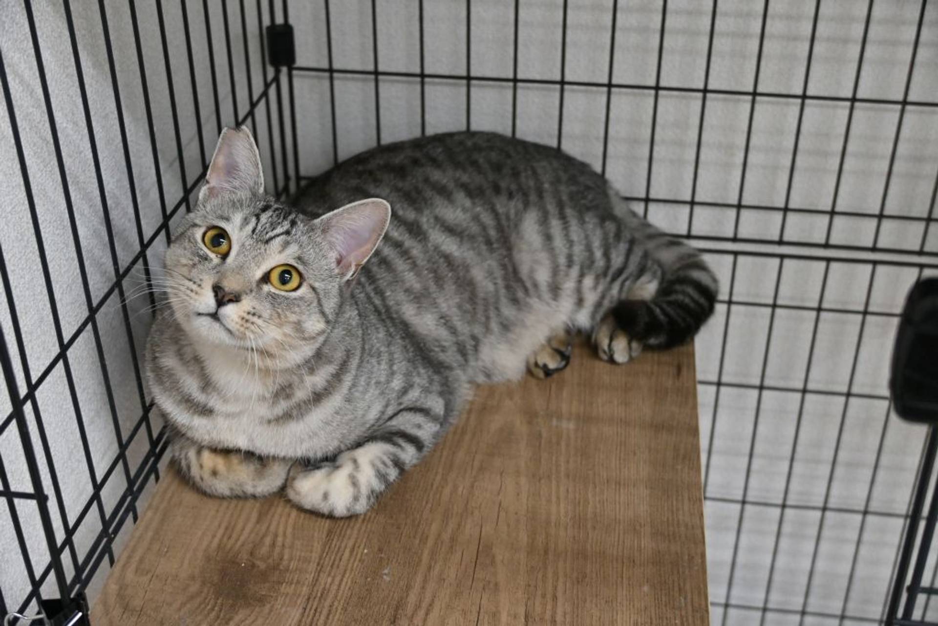 雑種（ミックス猫）・メスの里親募集の写真