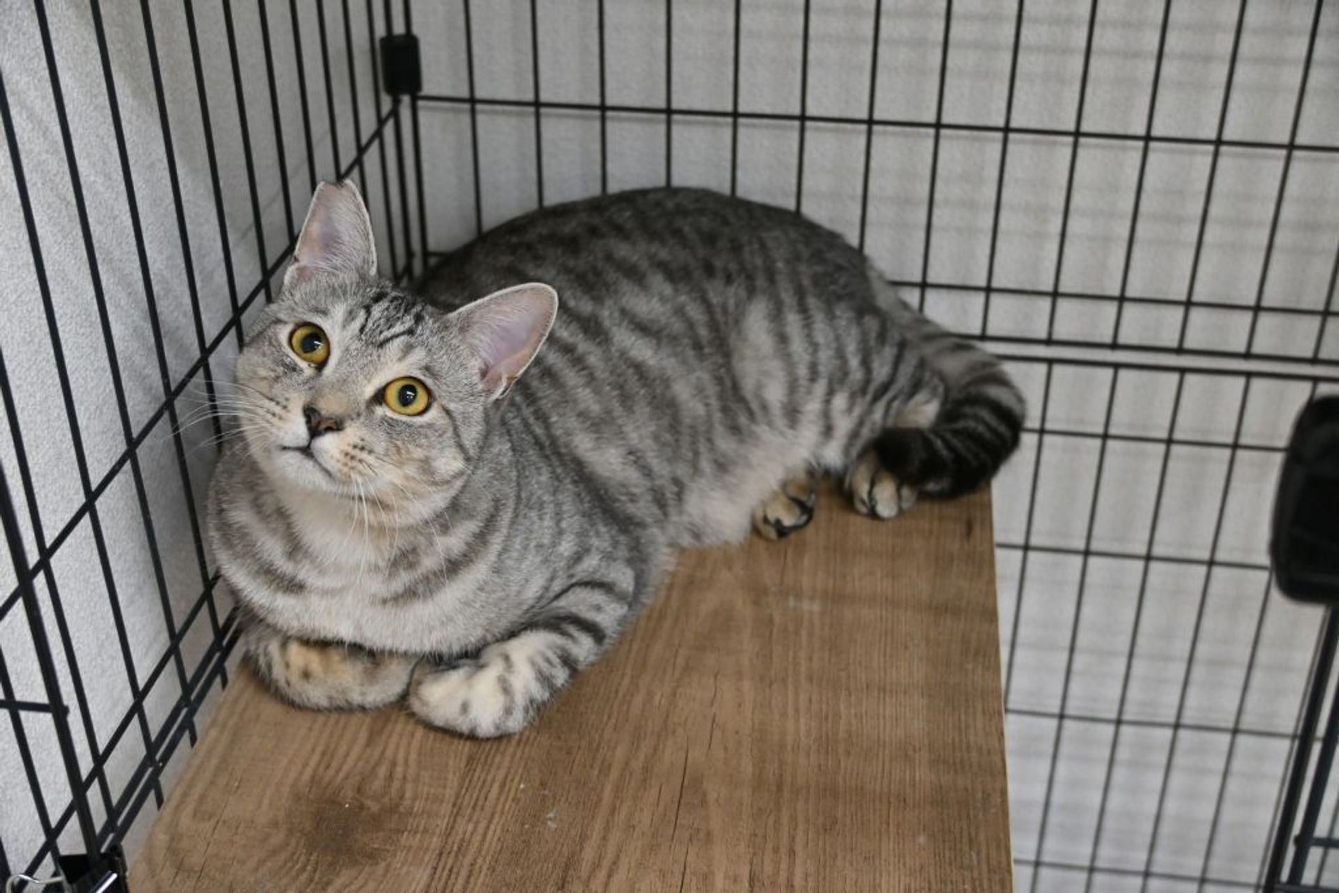 雑種（ミックス猫）・メスの里親募集の写真