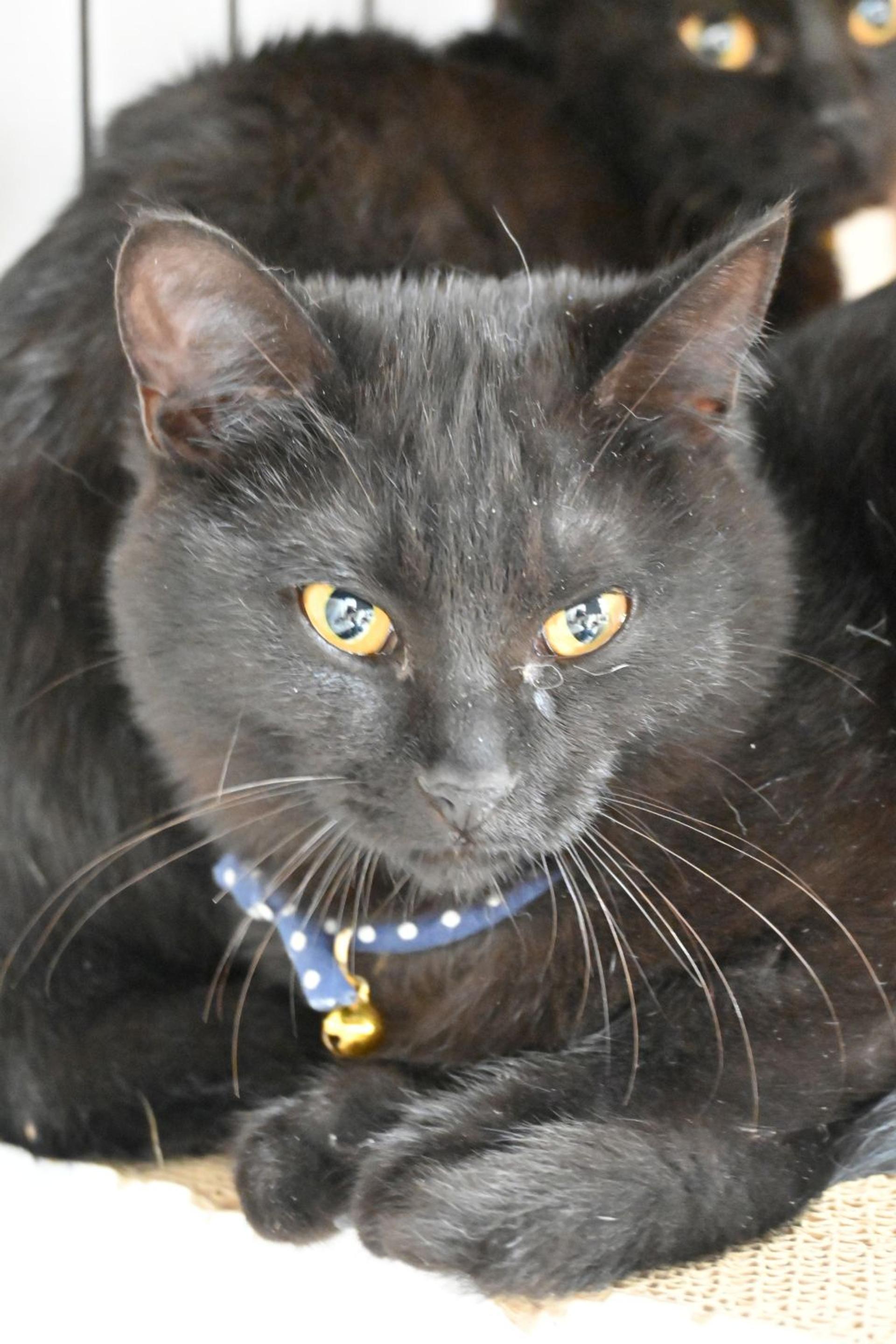 pet-image-2