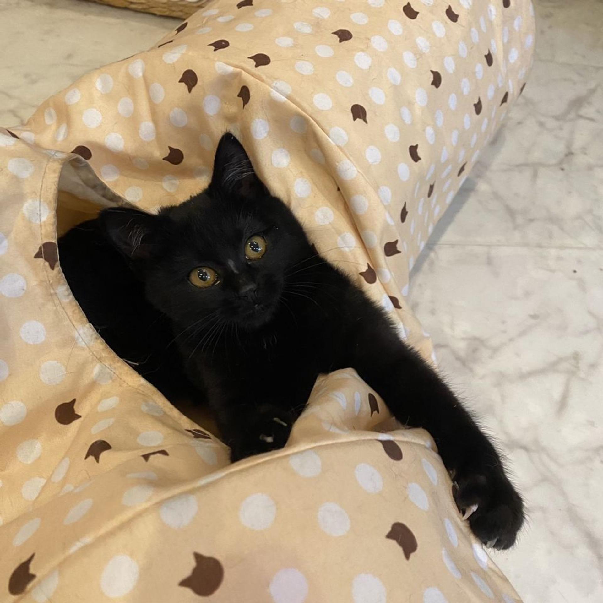 pet-image-4