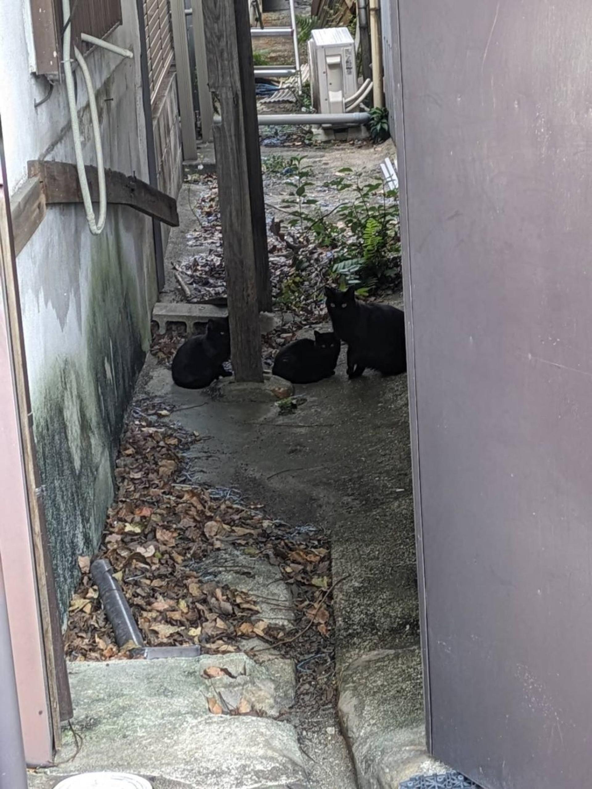 pet-image-6