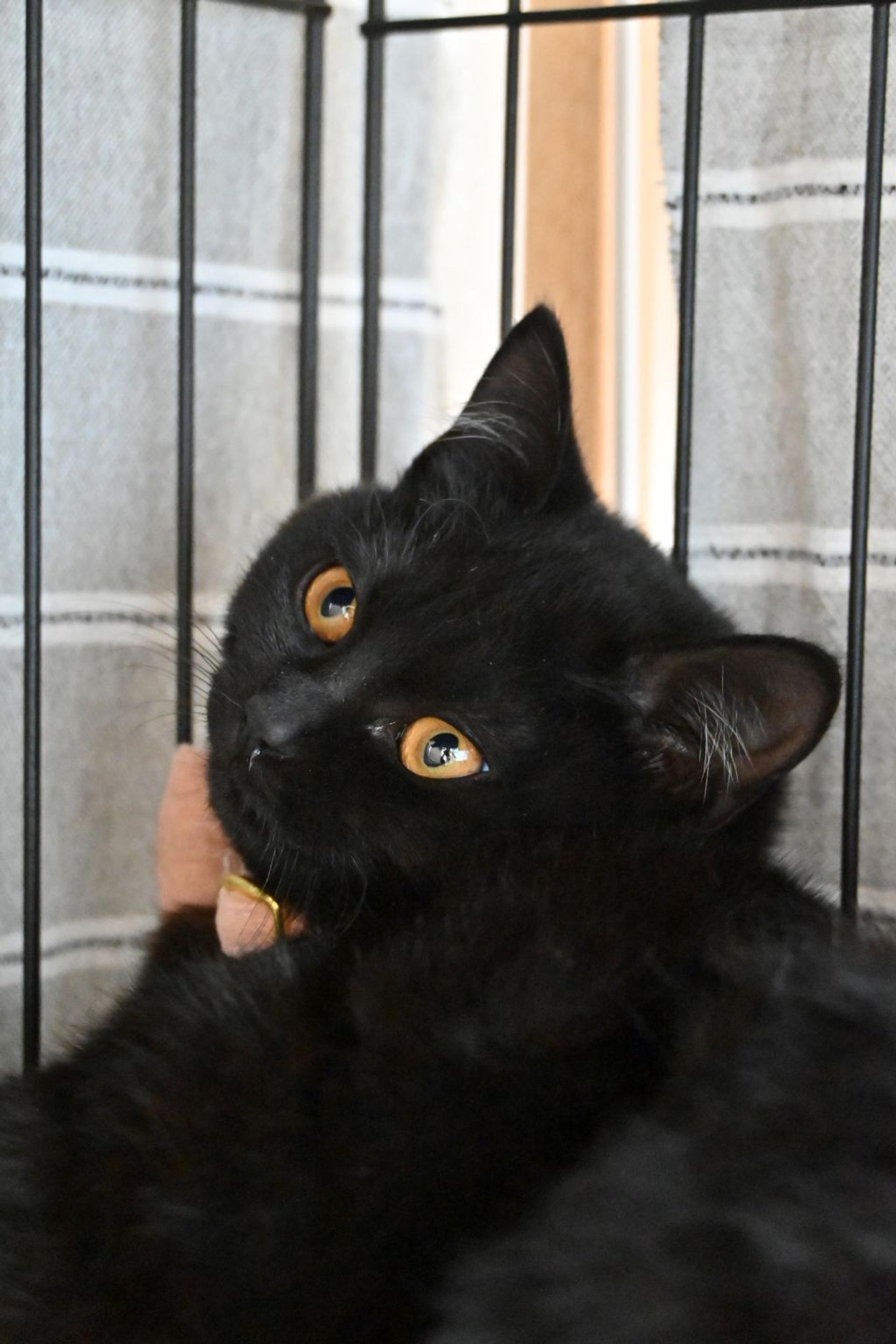 pet-image-2