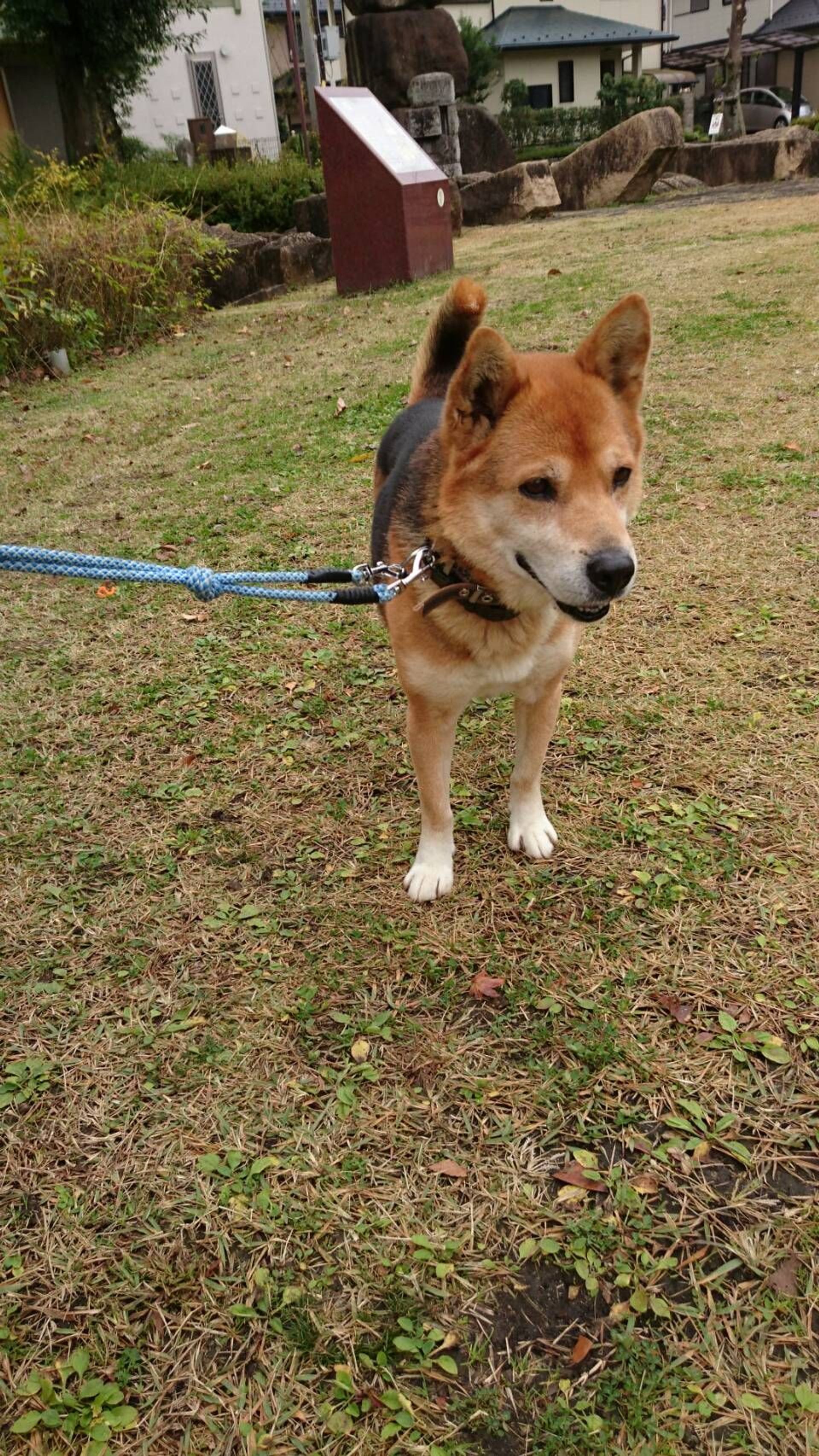 雑種（ミックス犬）・オスの里親募集の写真
