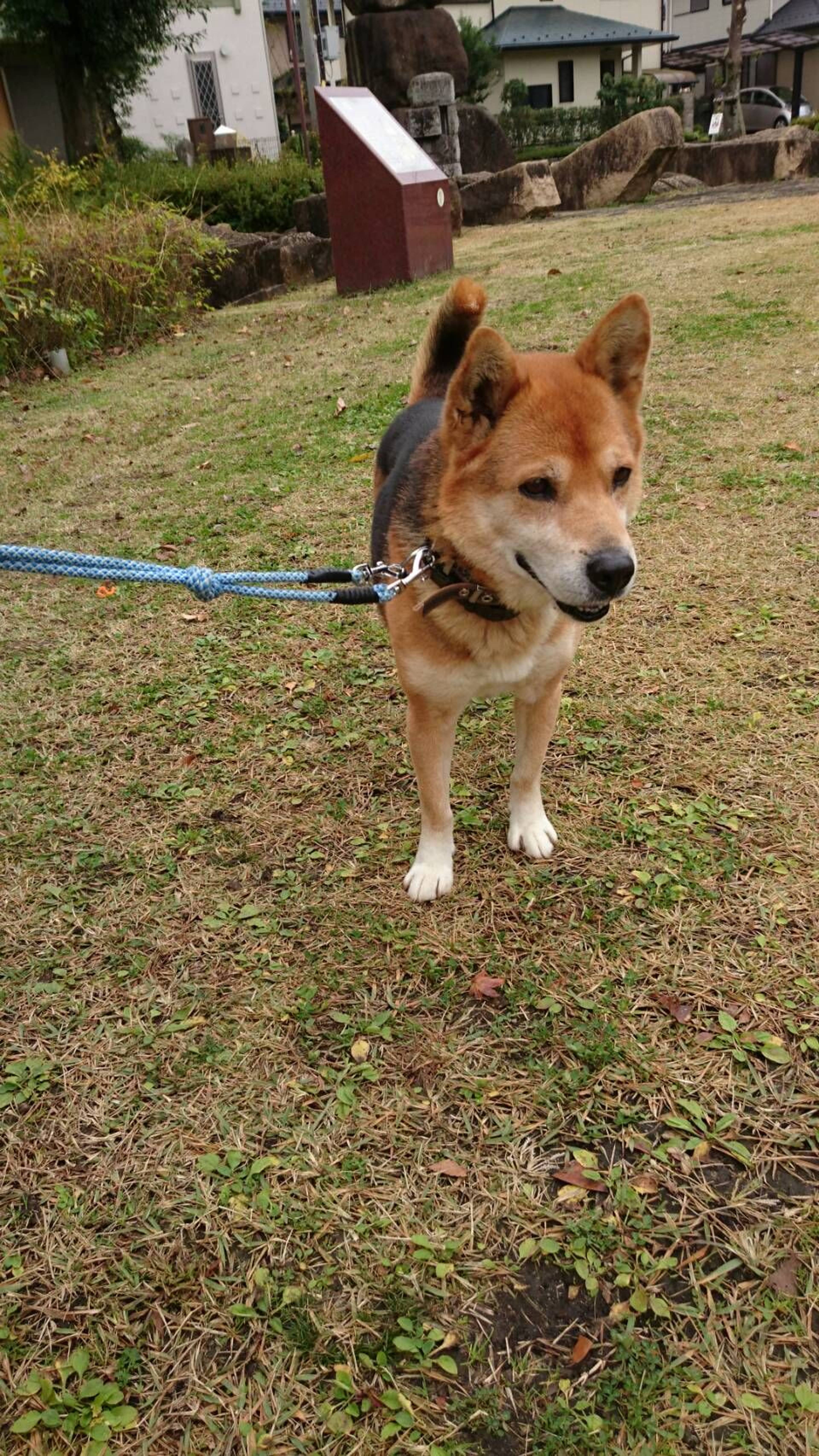 雑種（ミックス犬）・オスの里親募集の写真
