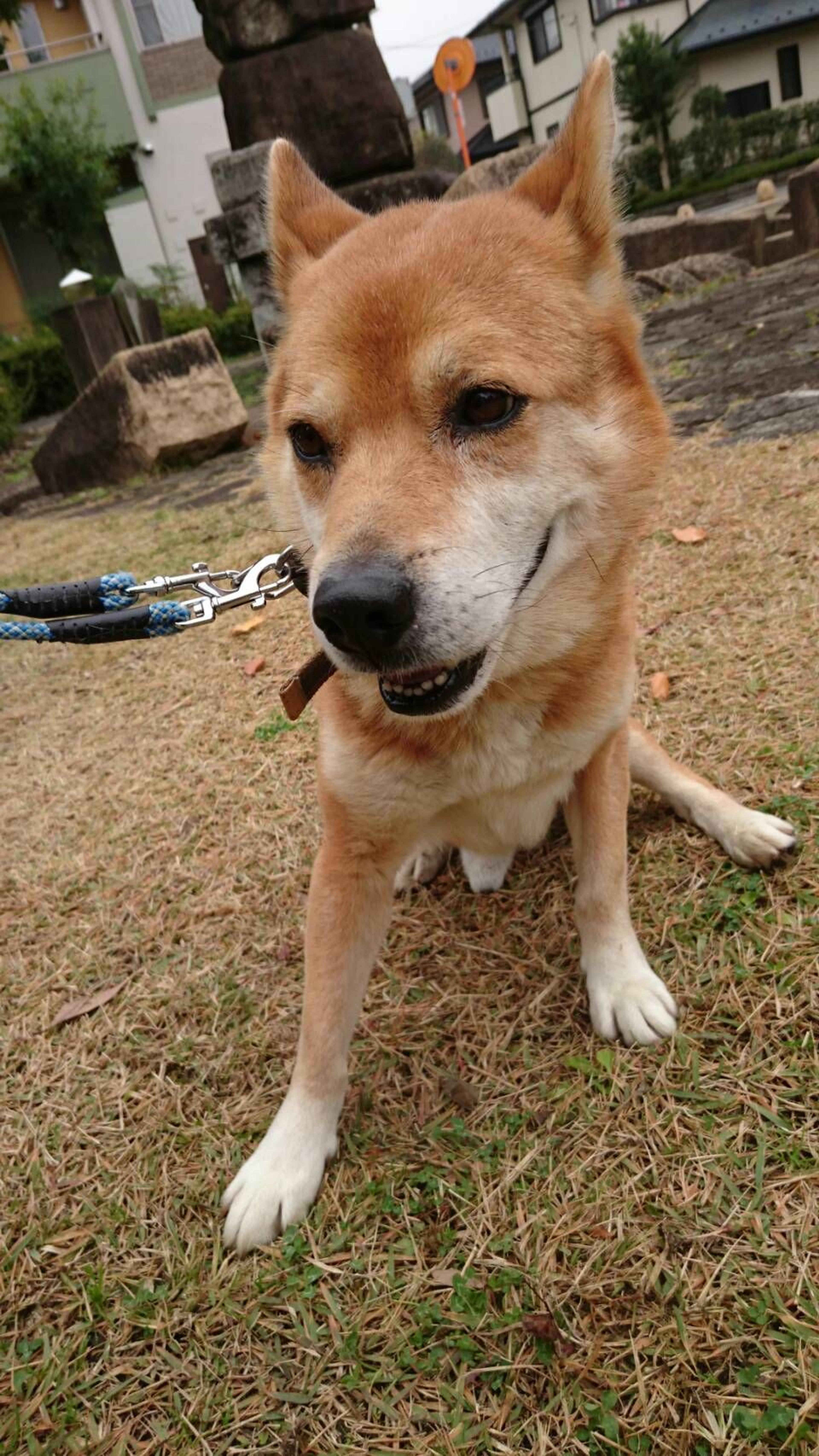 pet-image-2