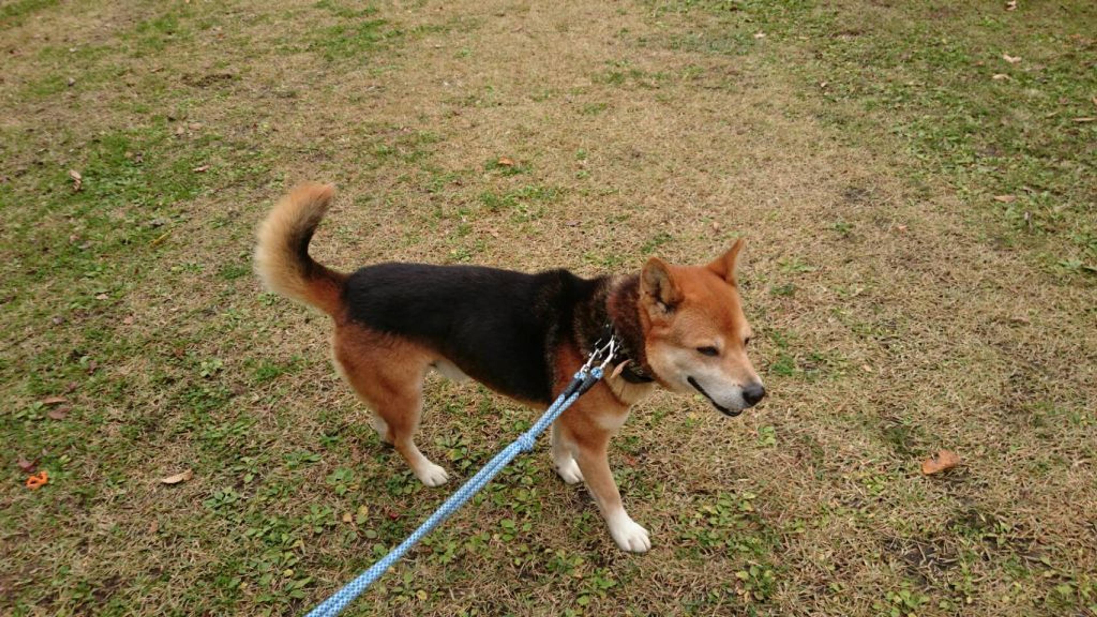 pet-image-3