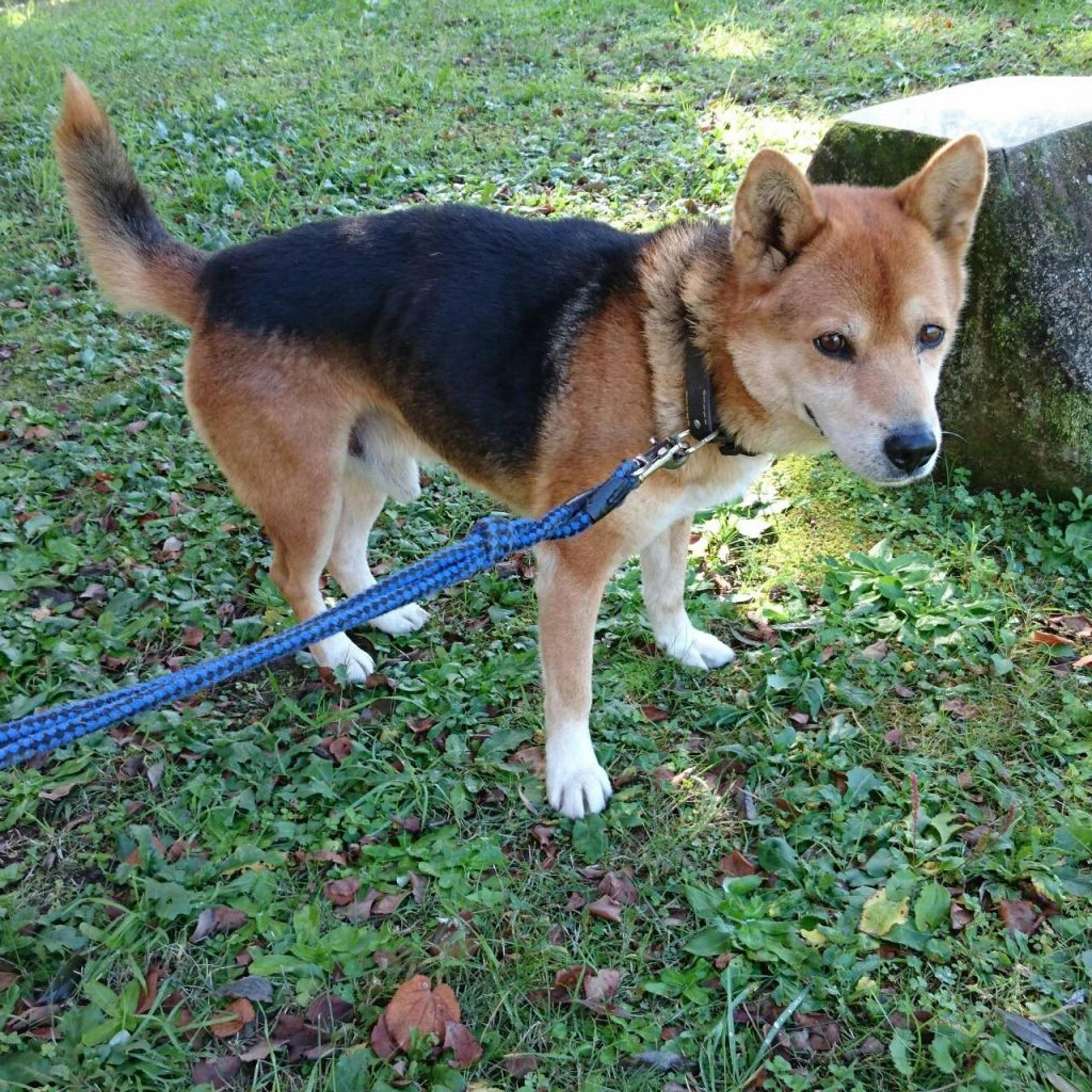pet-image-4