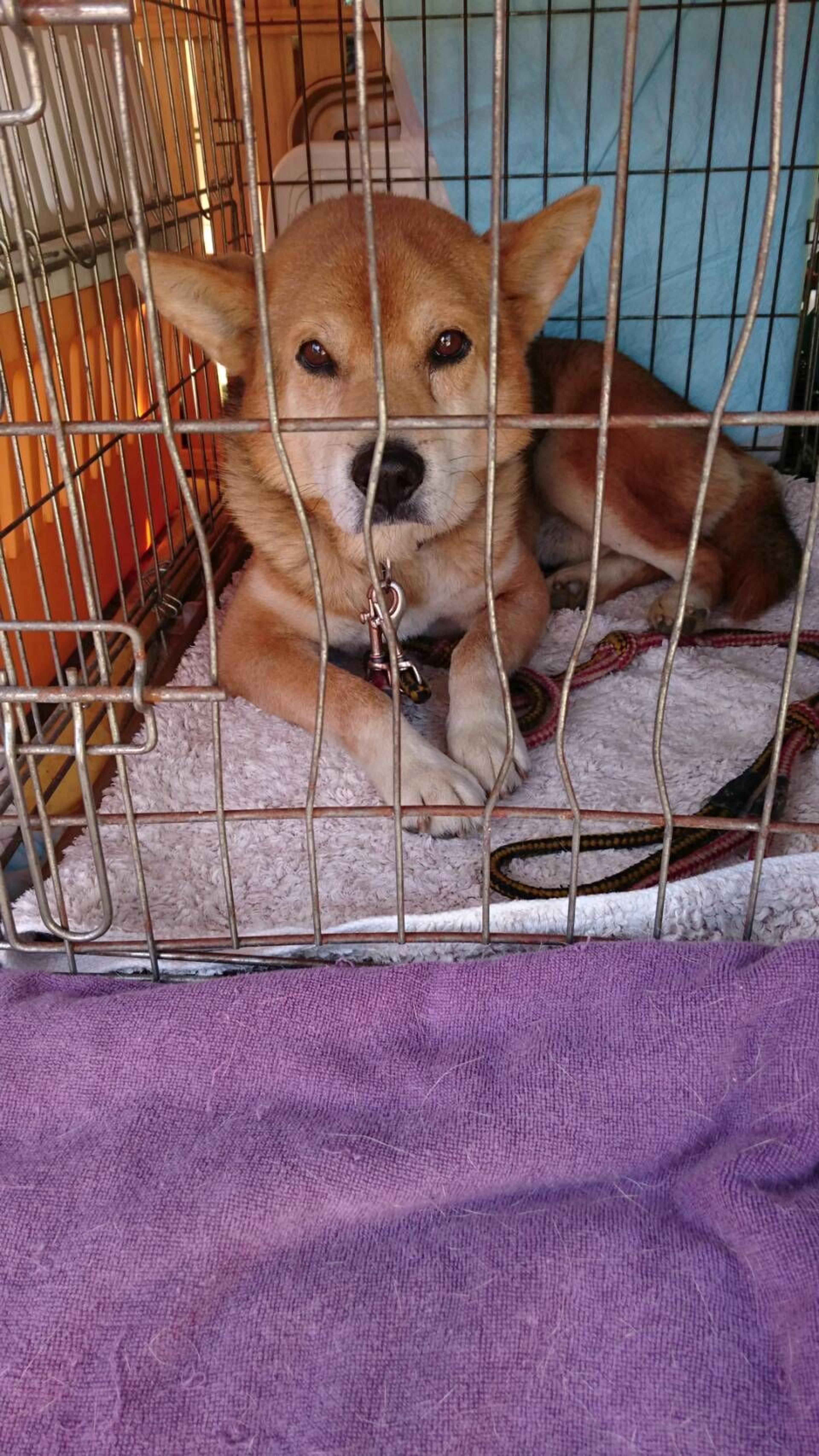 pet-image-5