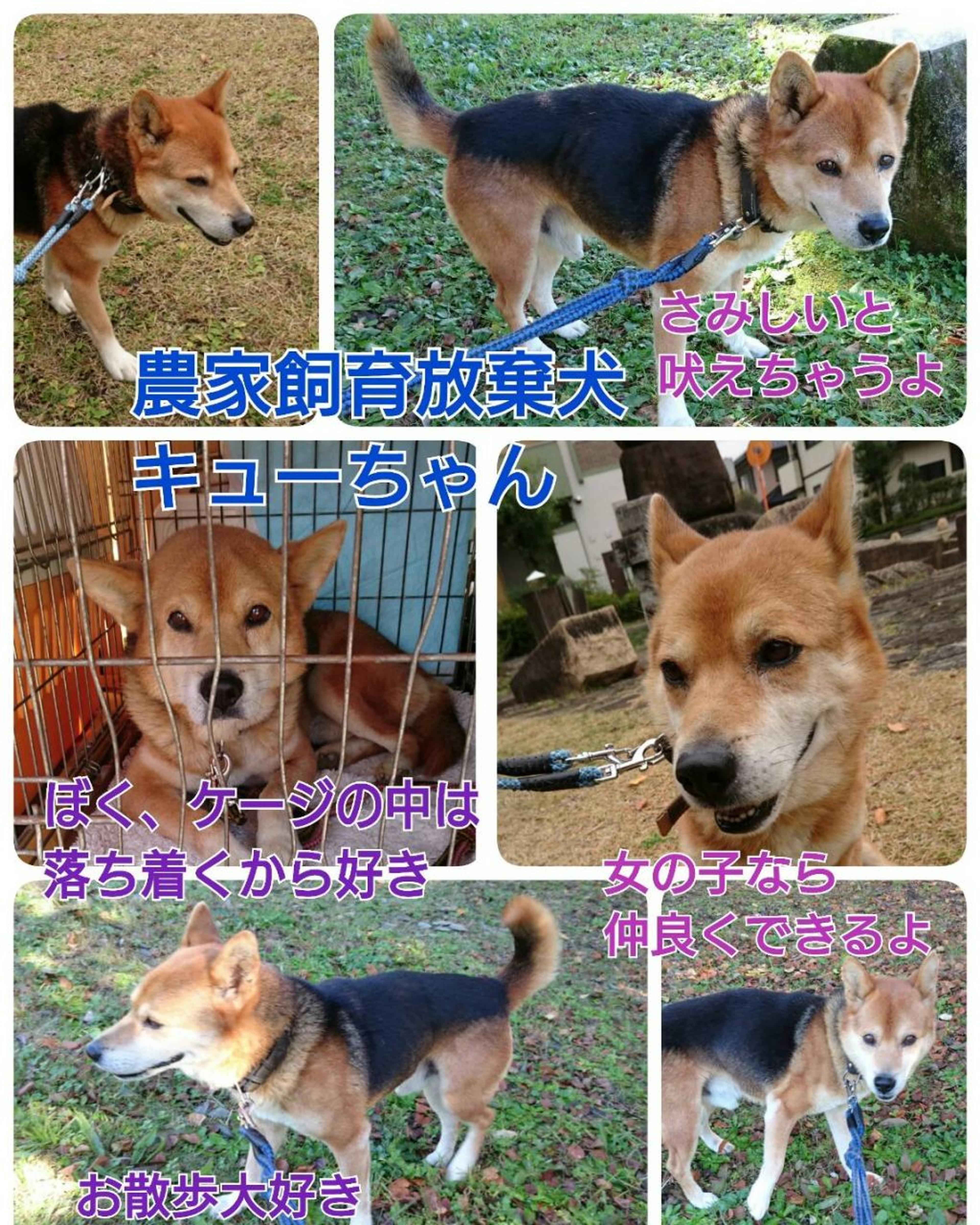 pet-image-6