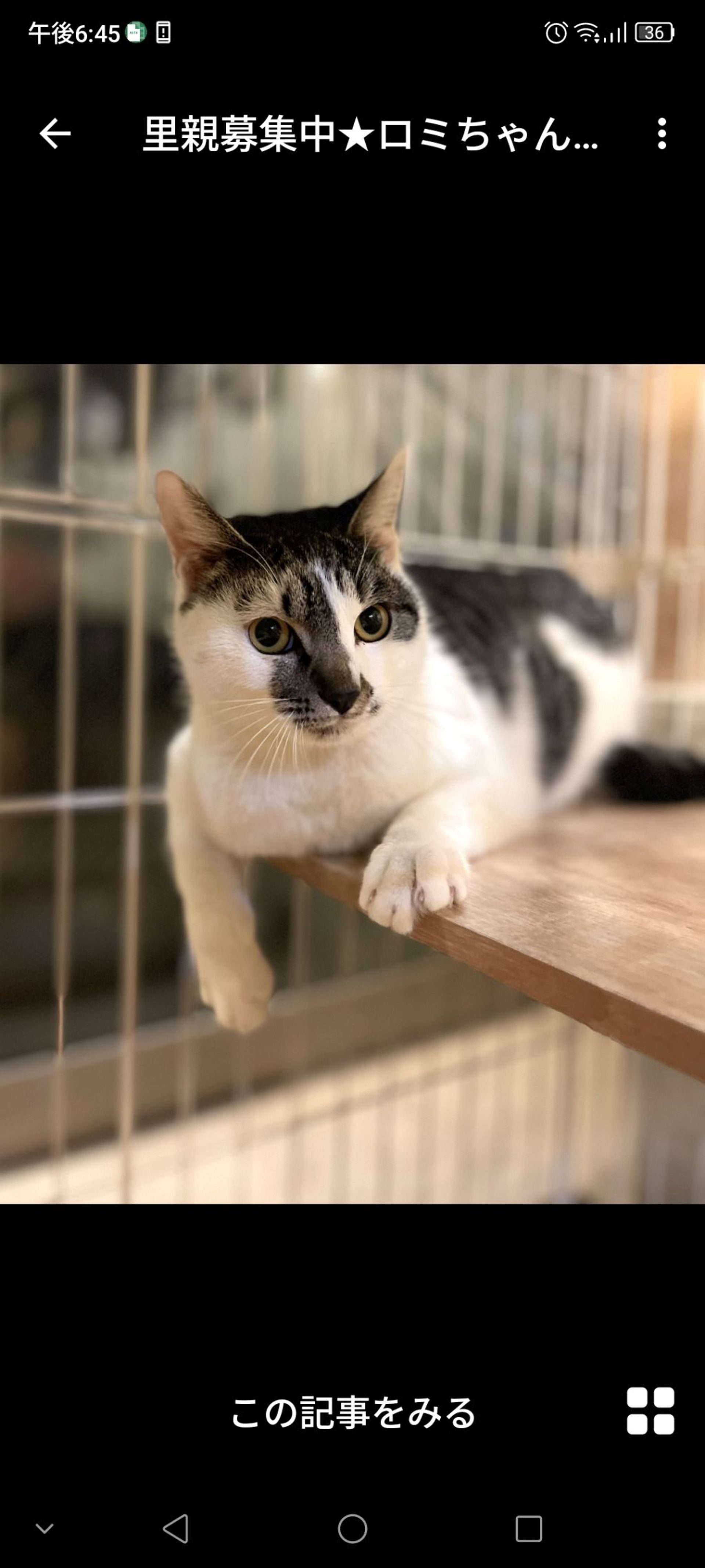 雑種（ミックス猫）・メスの里親募集の写真