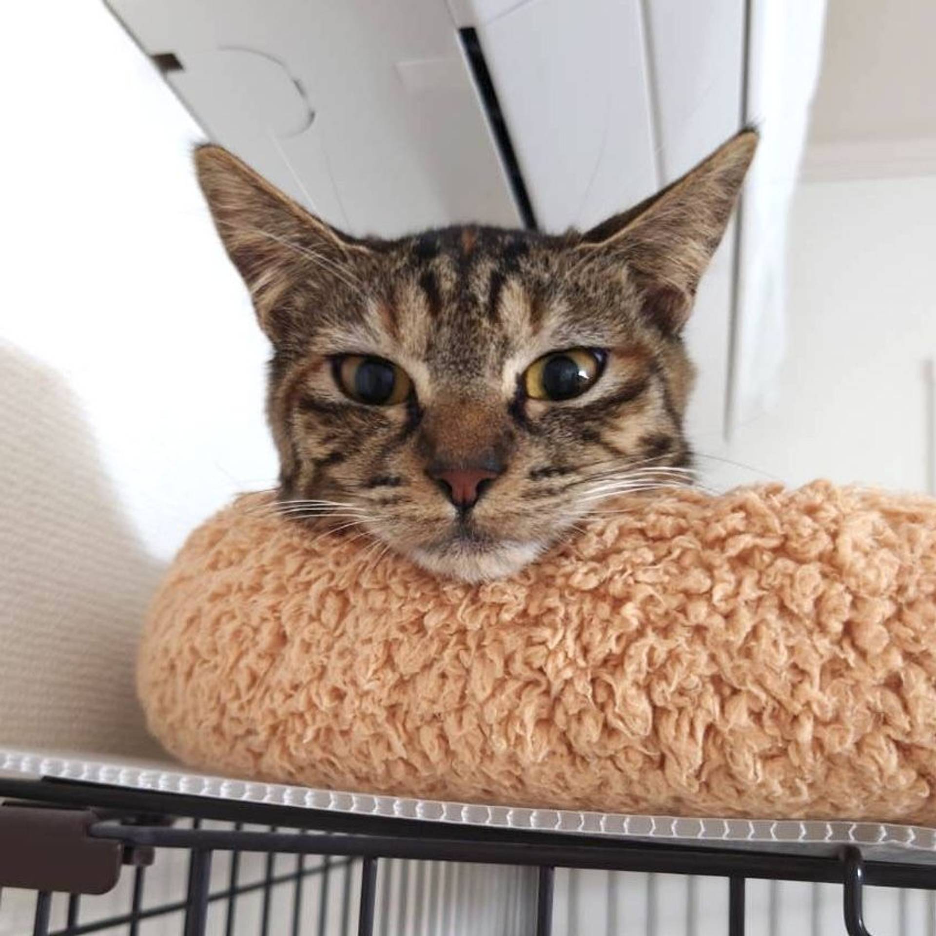 雑種（ミックス猫）・メスの里親募集の写真