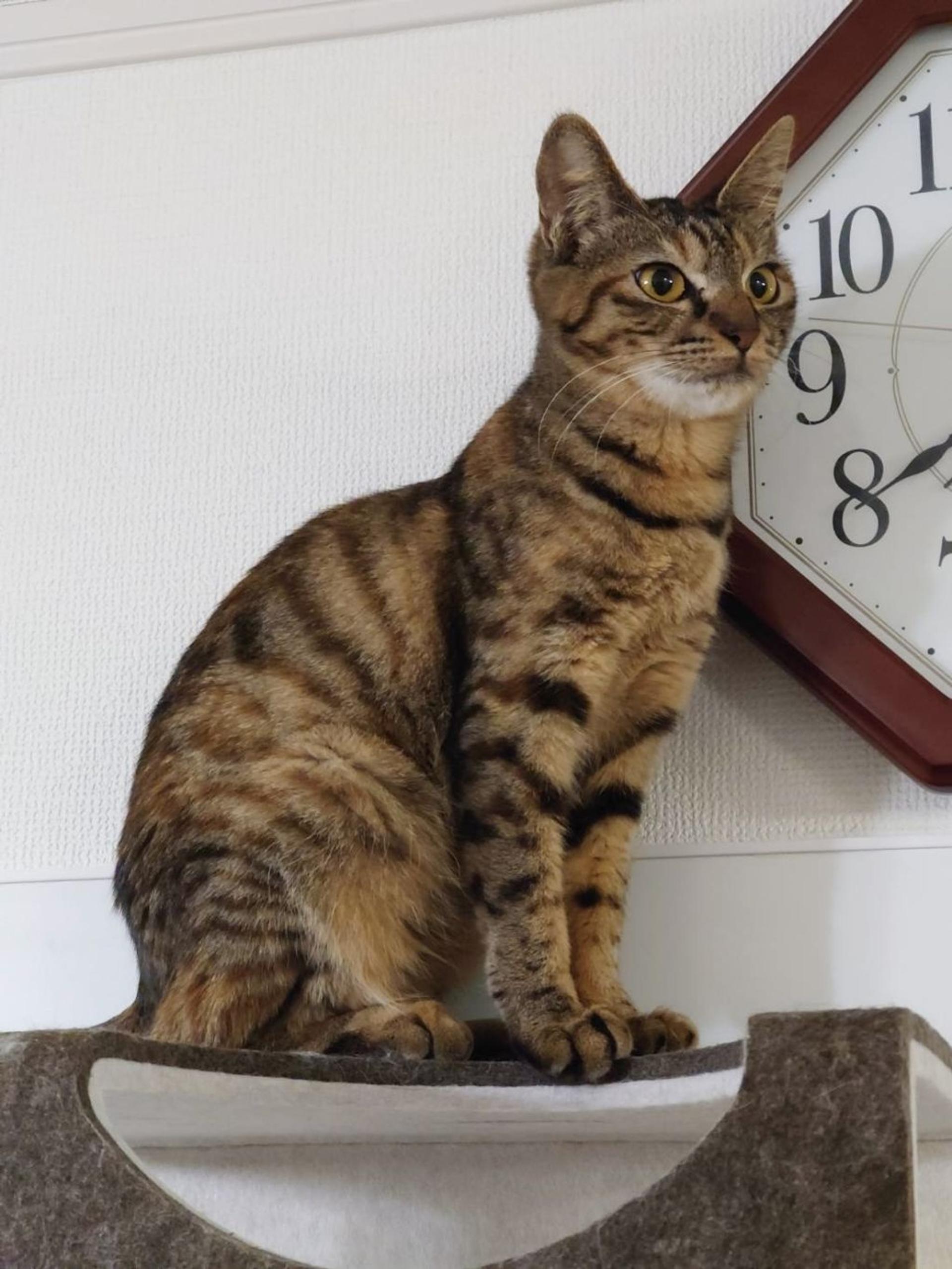 pet-image-2