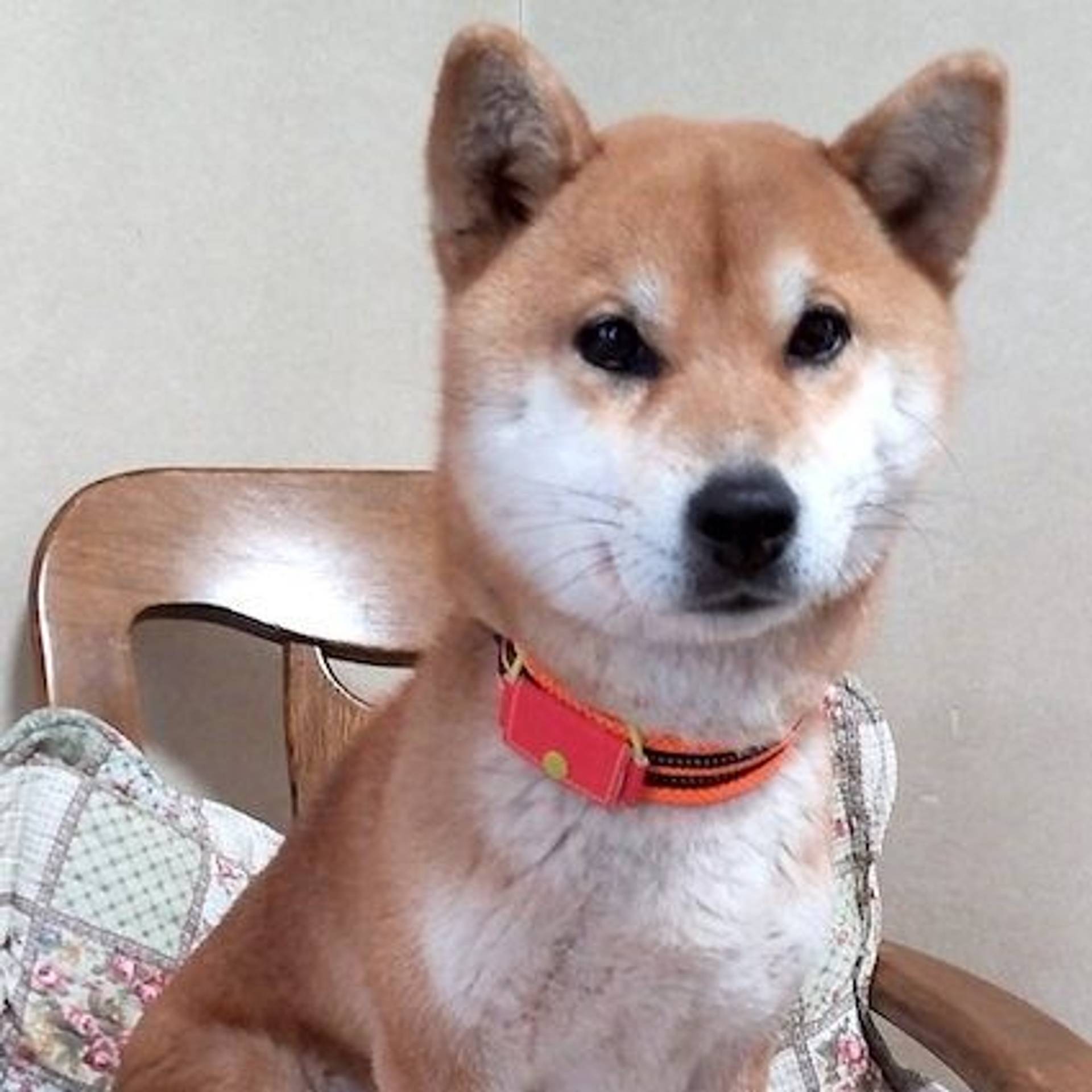 柴犬・メスの里親募集の写真