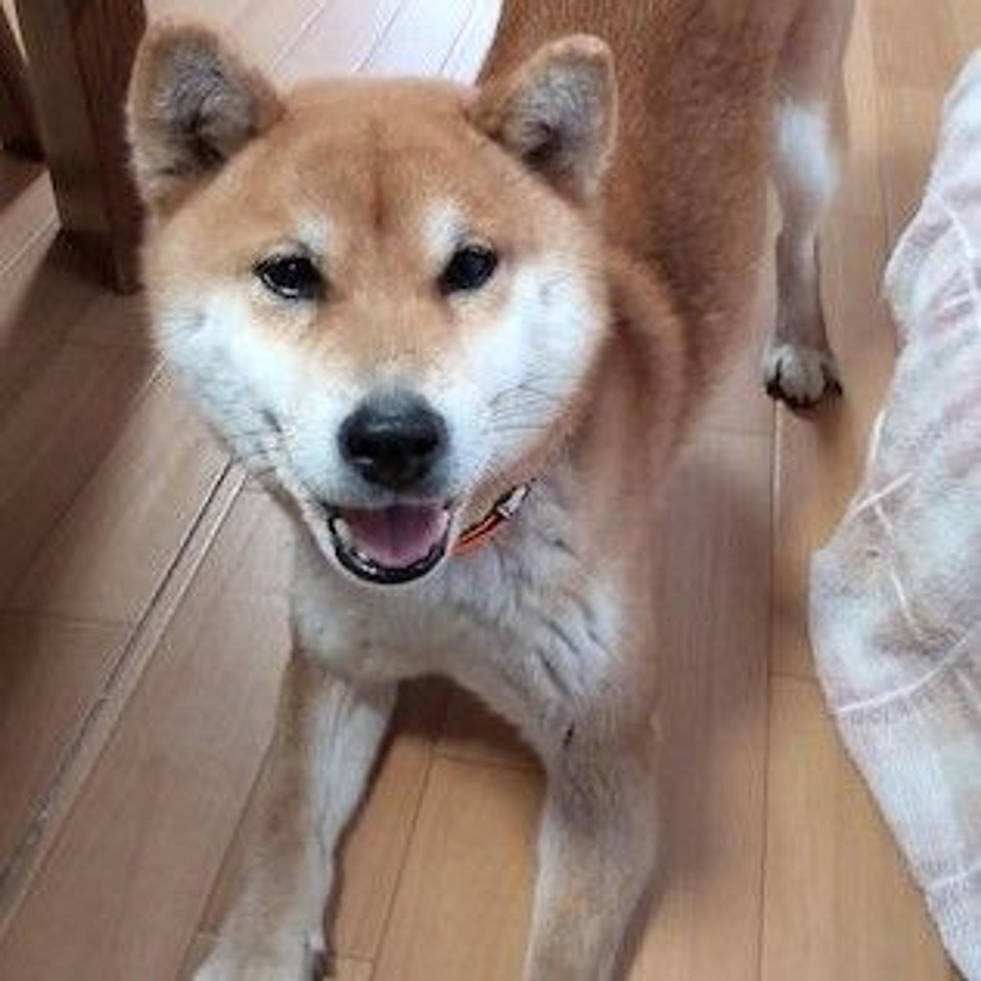 pet-image-4
