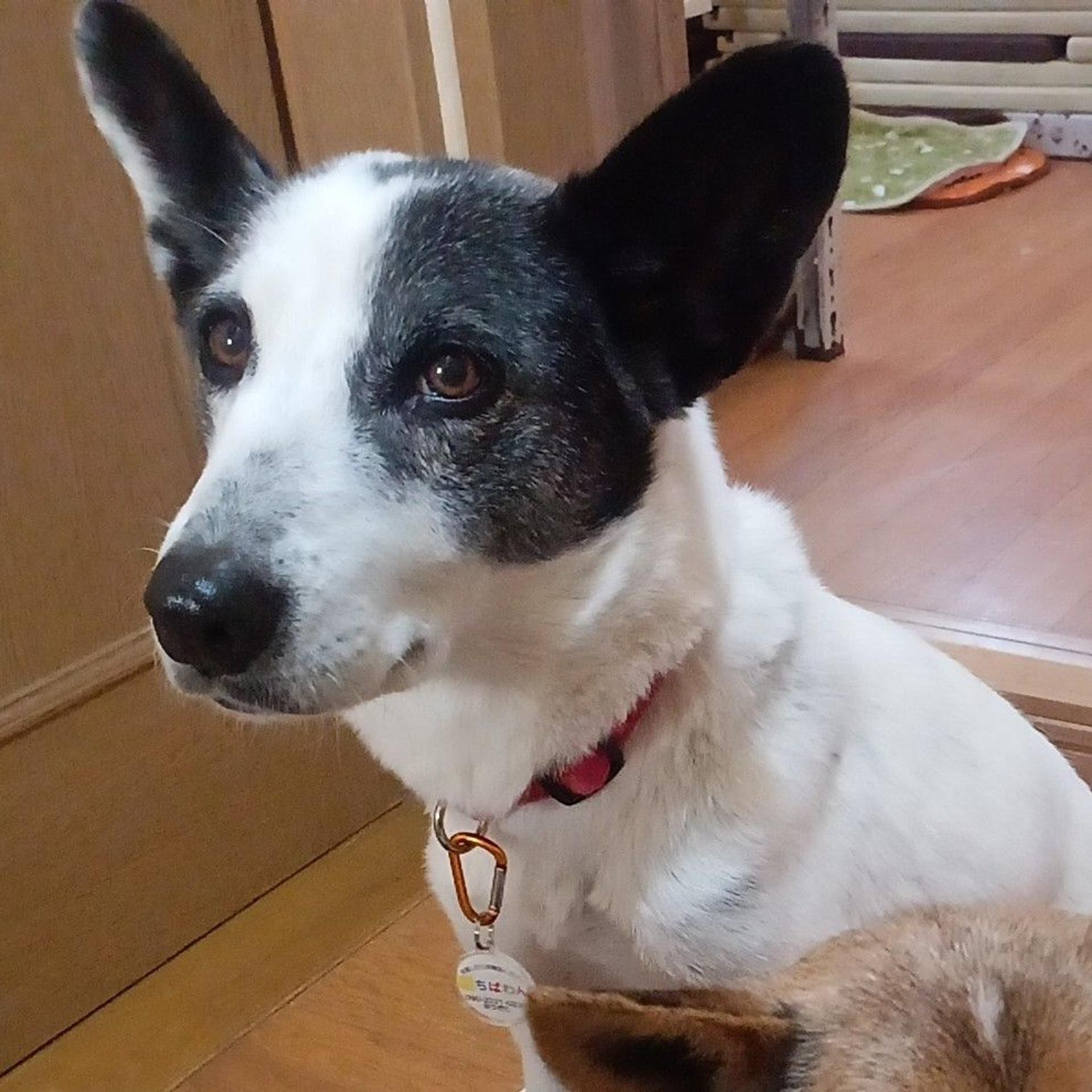 pet-image-2