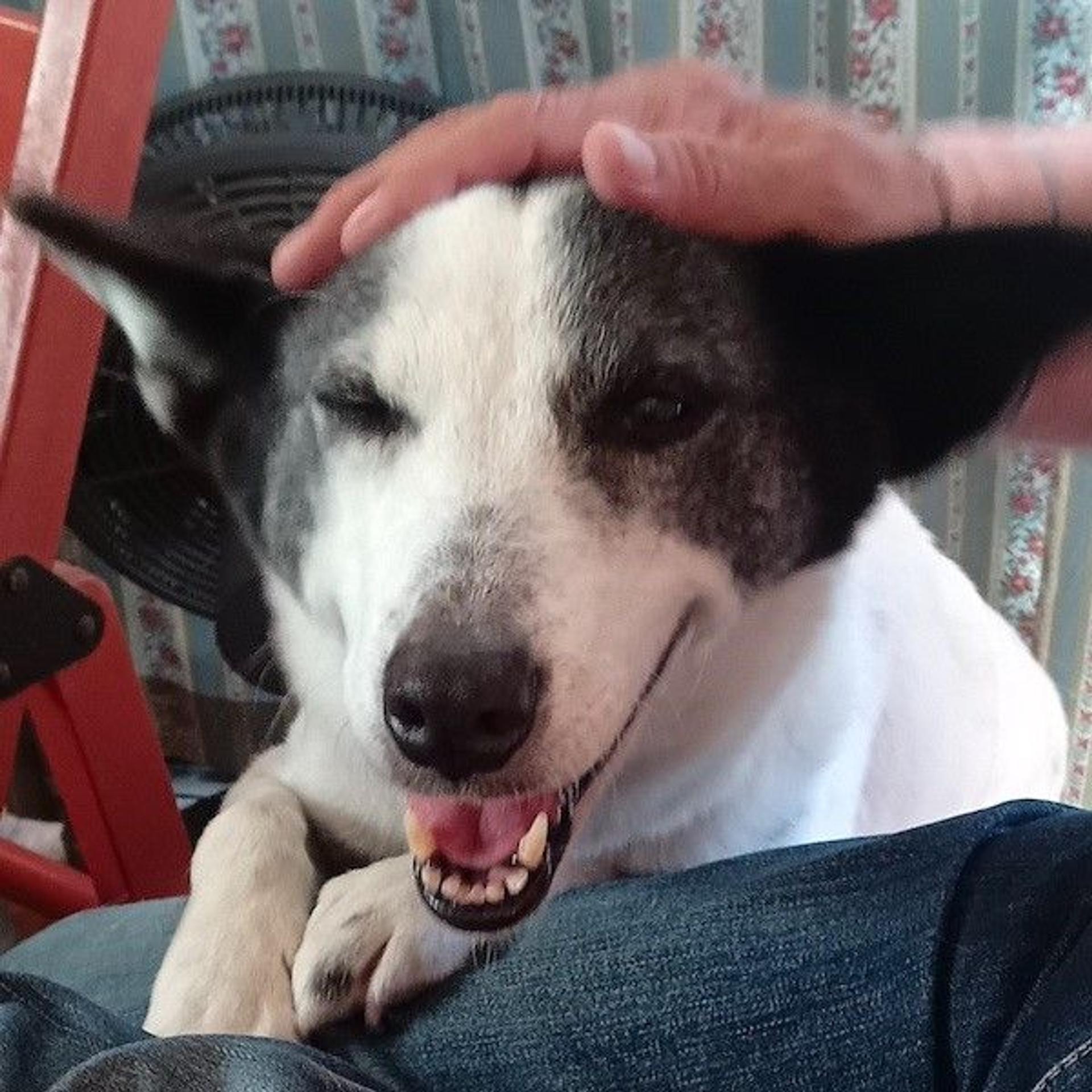 pet-image-4