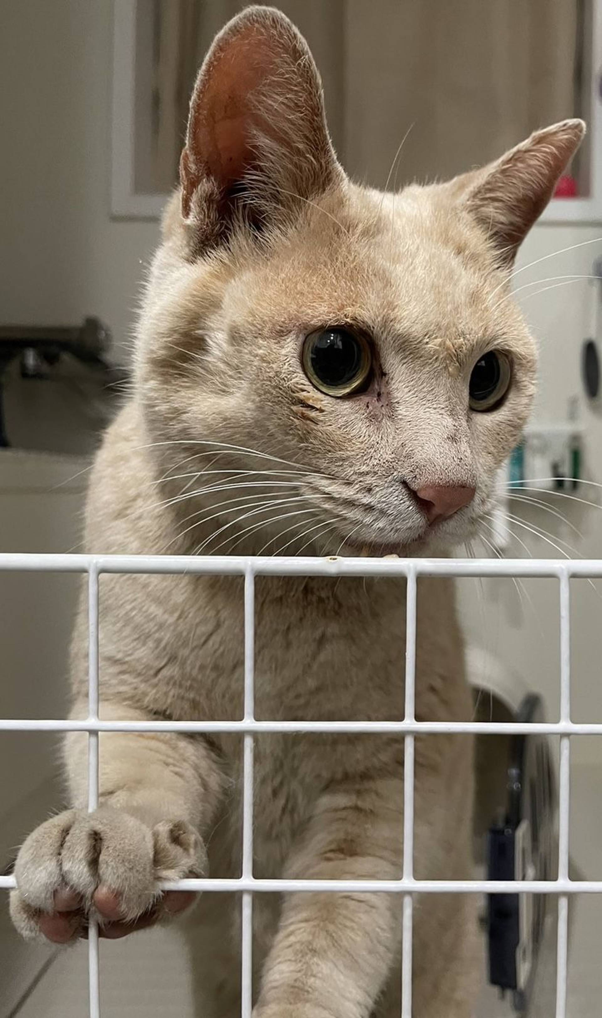 雑種（ミックス猫）・オスの里親募集の写真