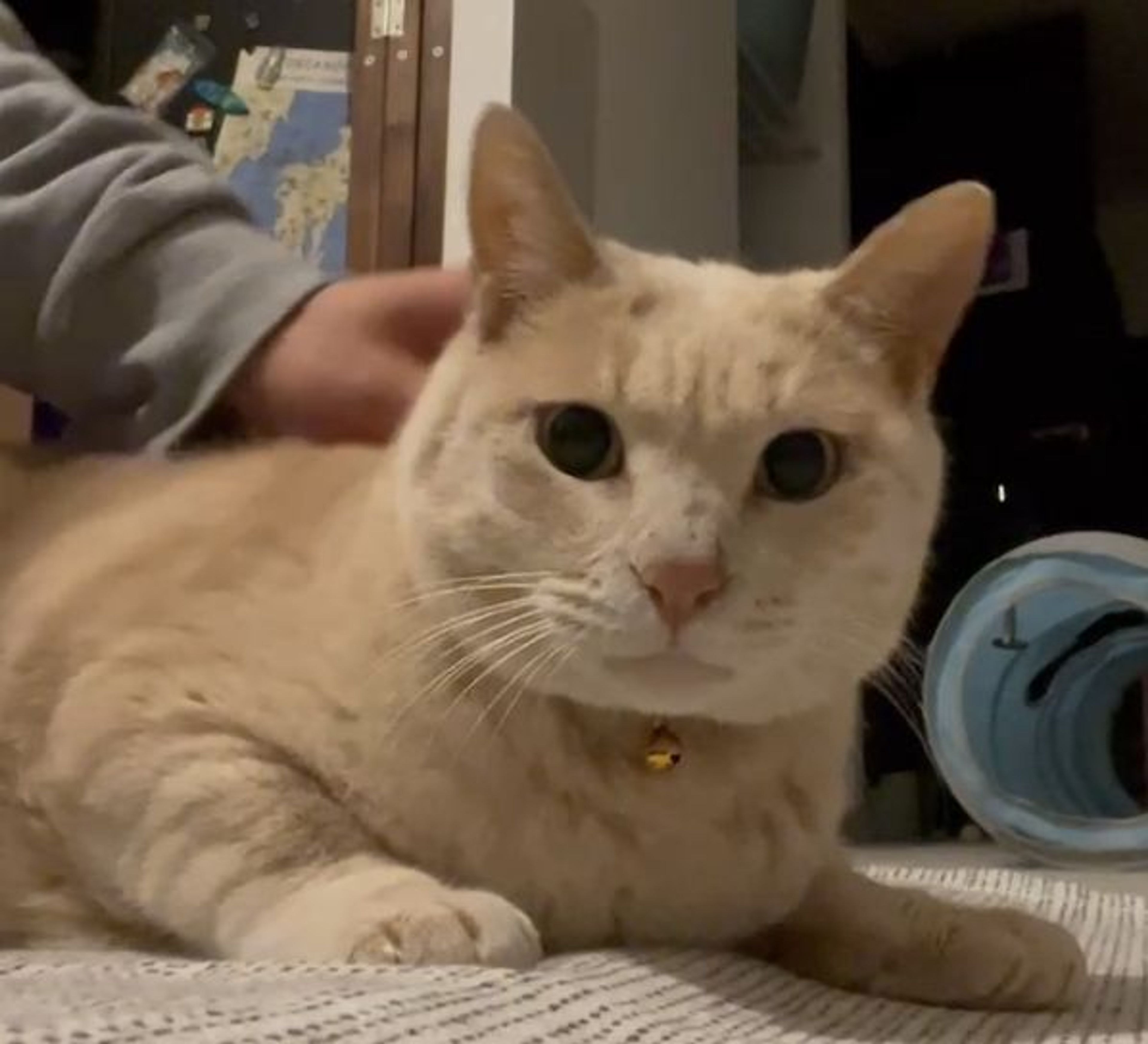 pet-image-3