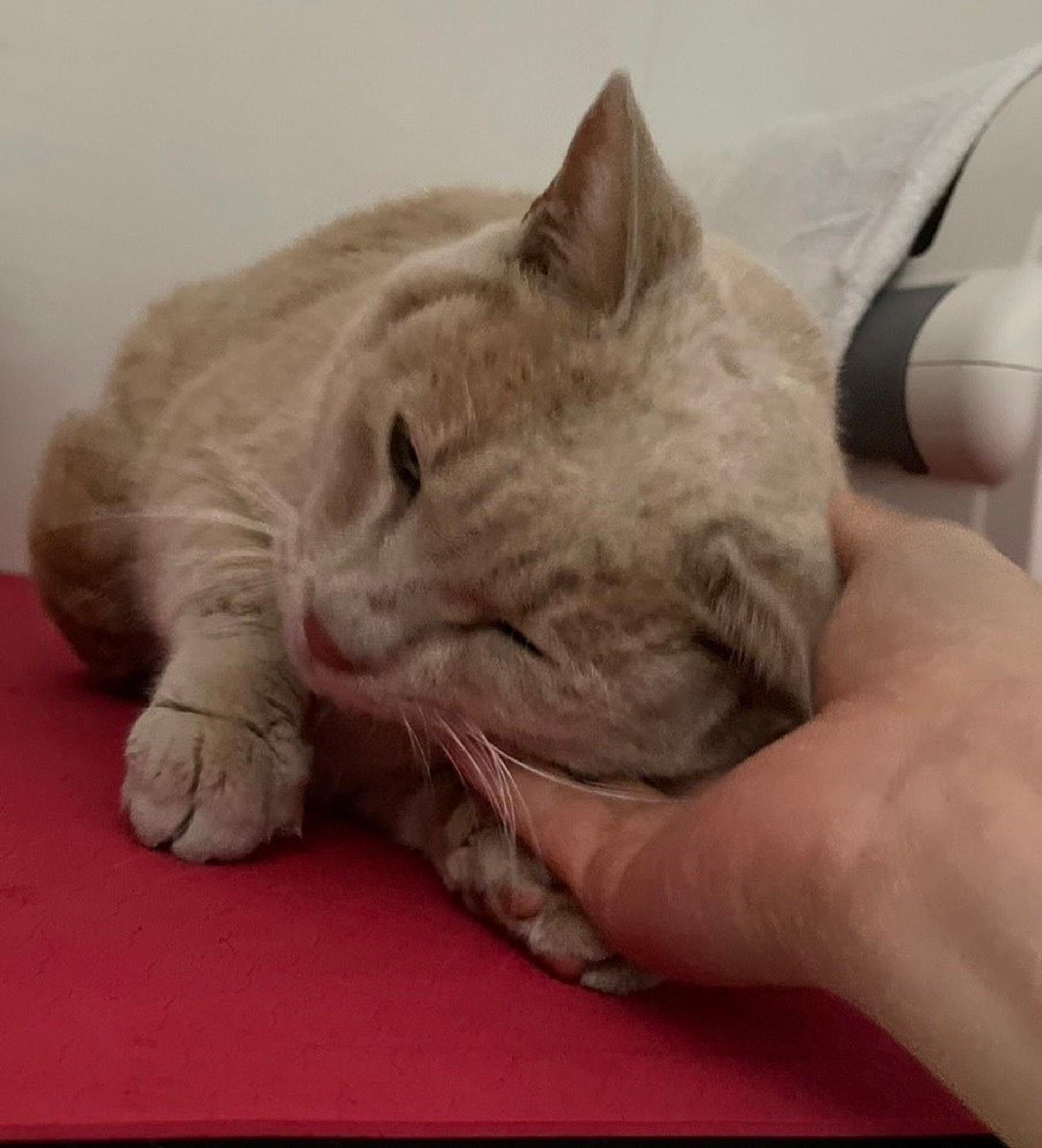 pet-image-5