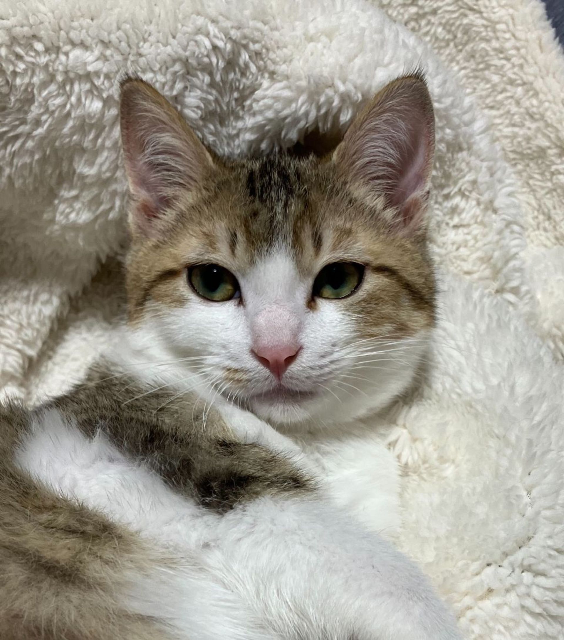 雑種（ミックス猫）・オスの里親募集の写真
