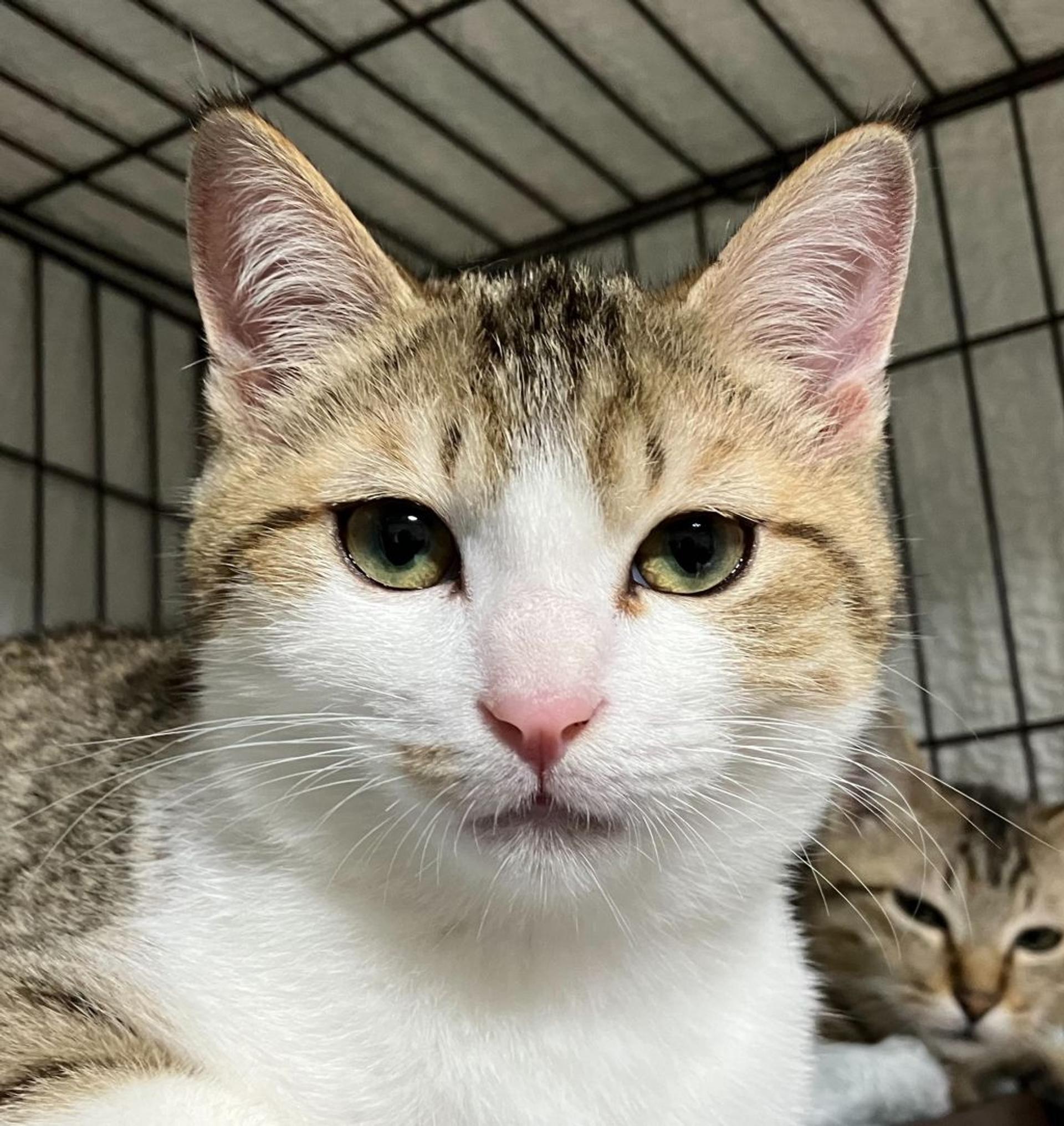 pet-image-2