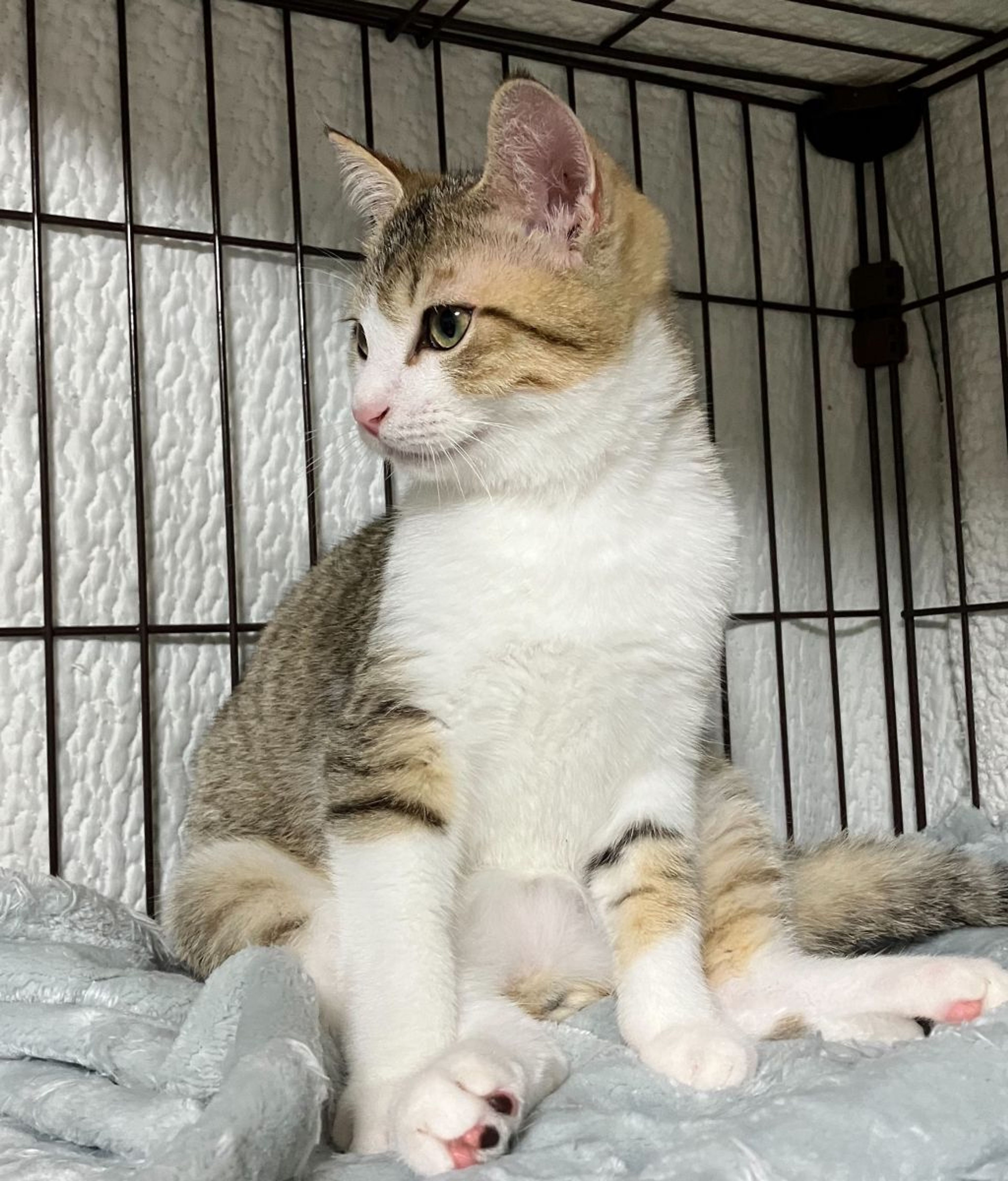 pet-image-3