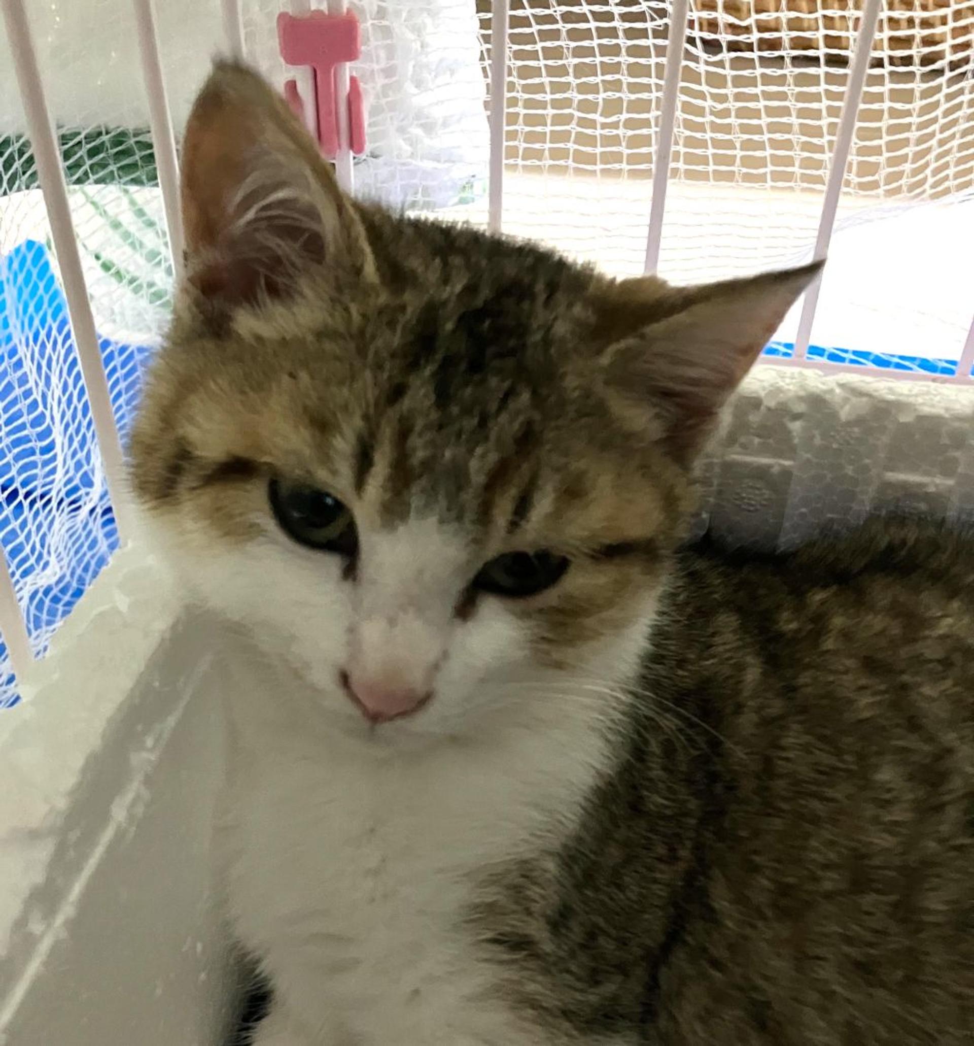 pet-image-5