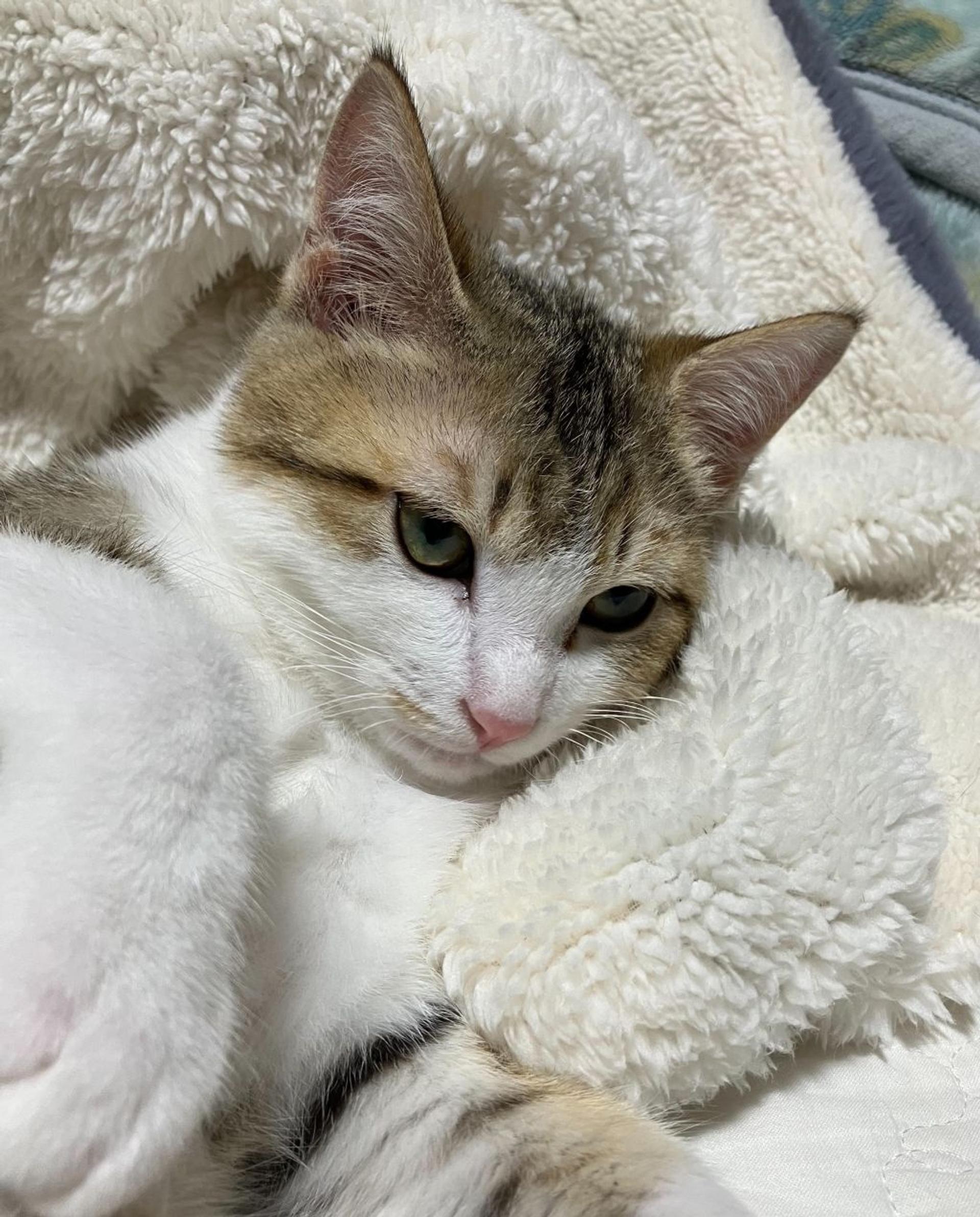 pet-image-6