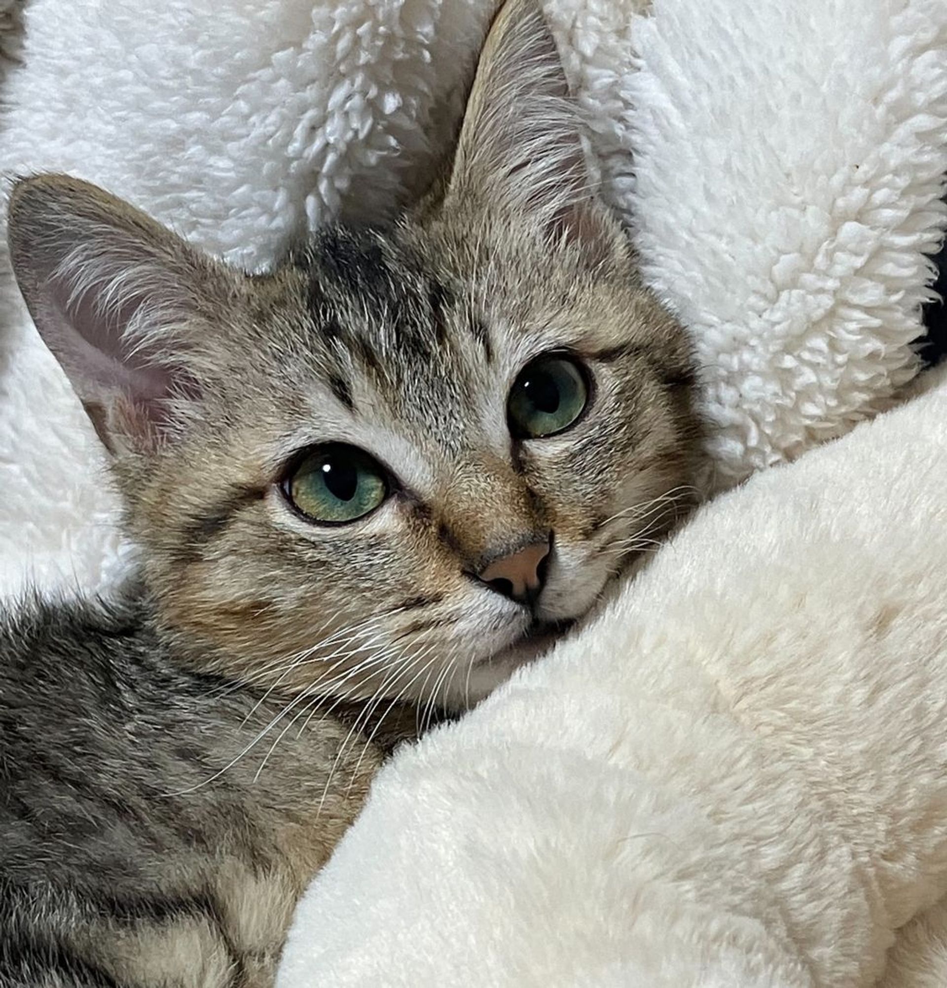 雑種（ミックス猫）・オスの里親募集の写真