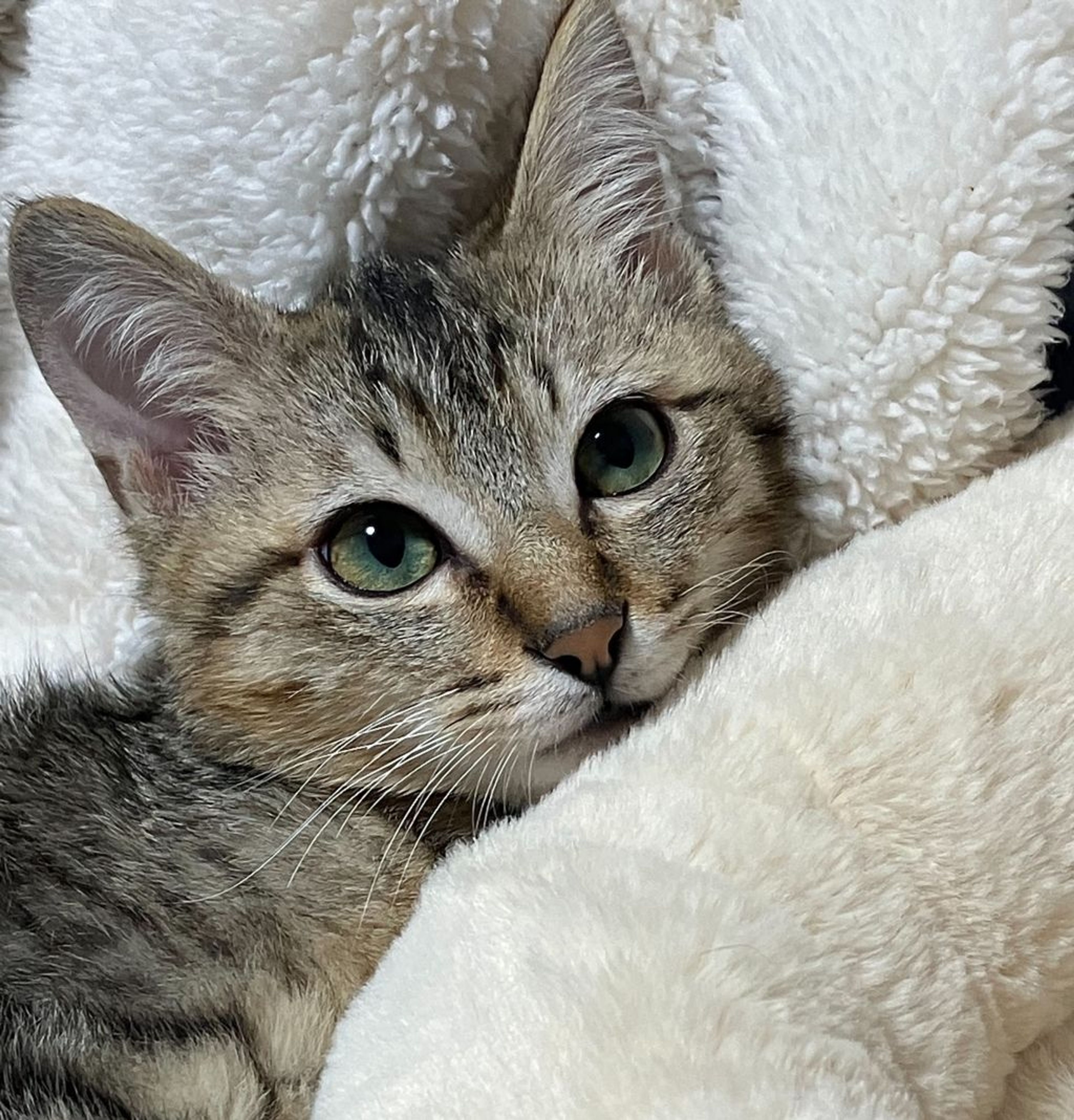 雑種（ミックス猫）・オスの里親募集の写真