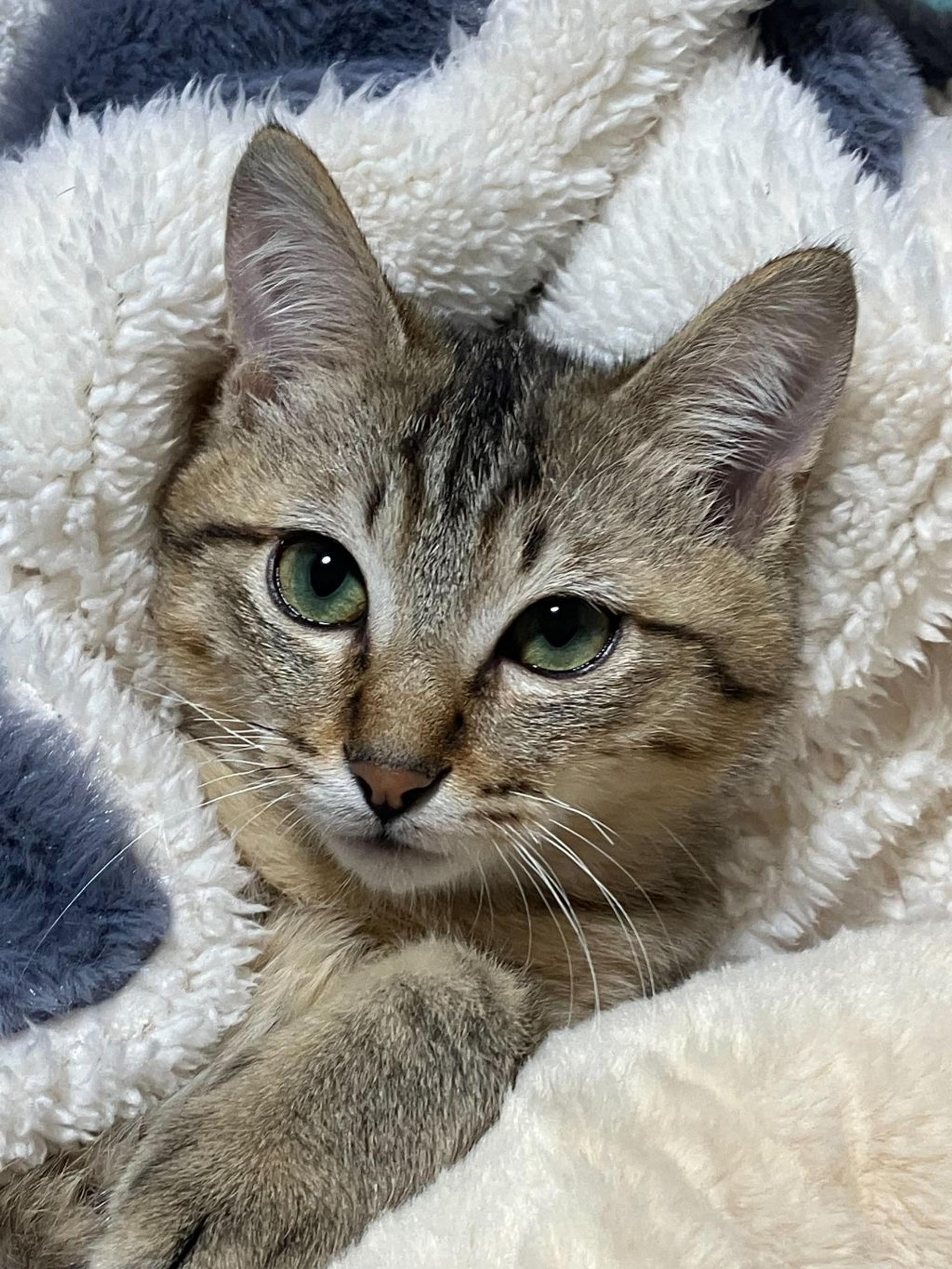 pet-image-4