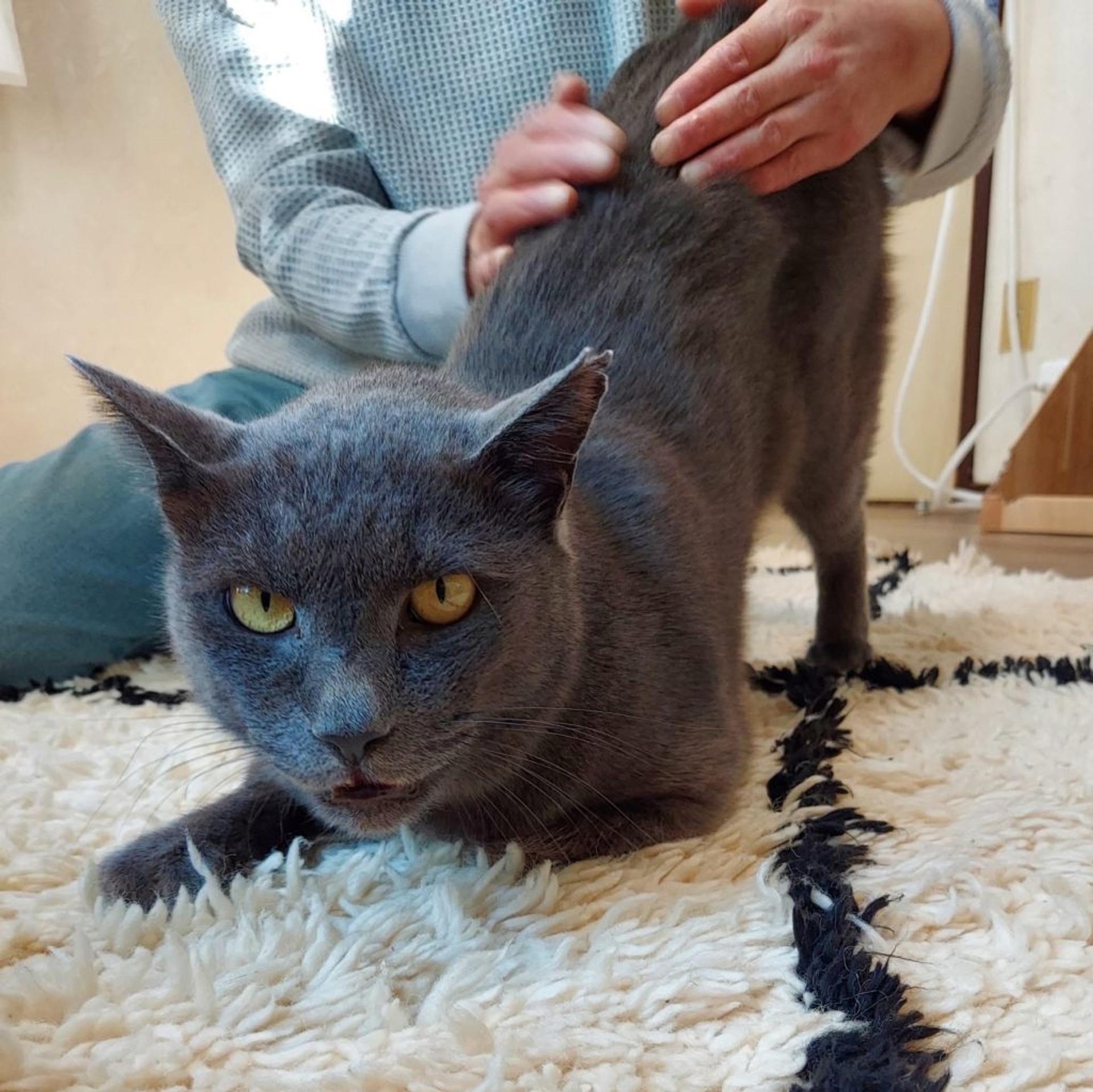 pet-image-5