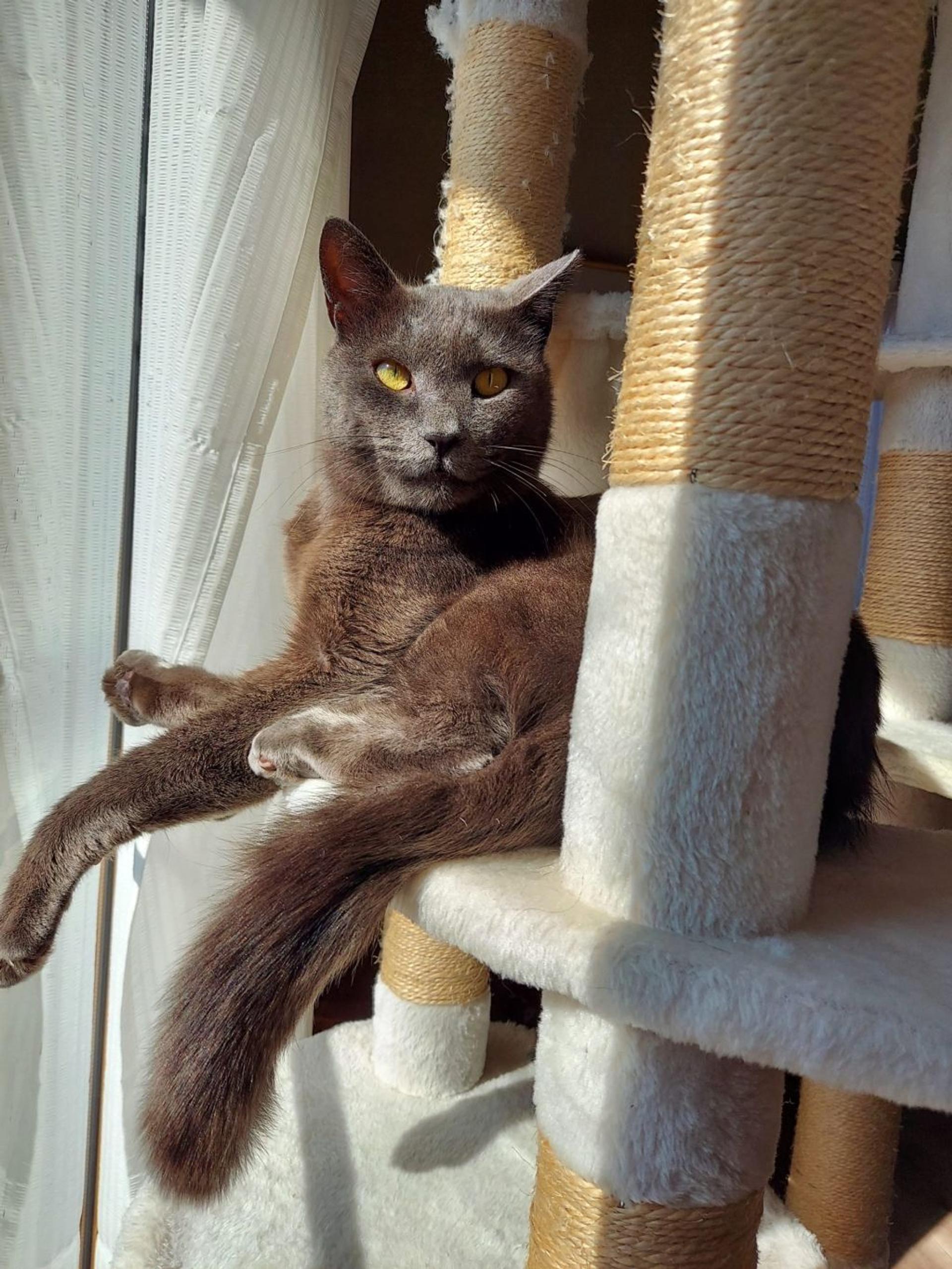 pet-image-6